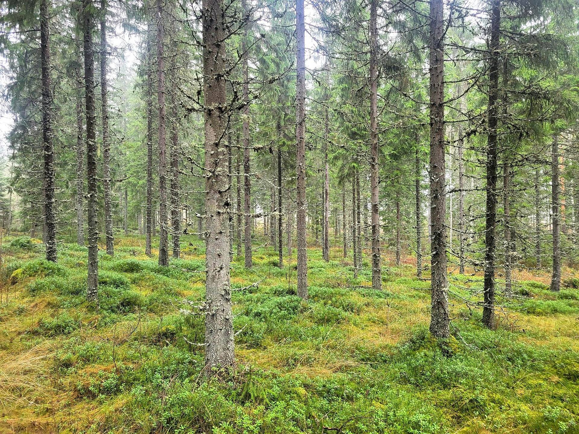 Metsätila Leirisalo 25:2 1