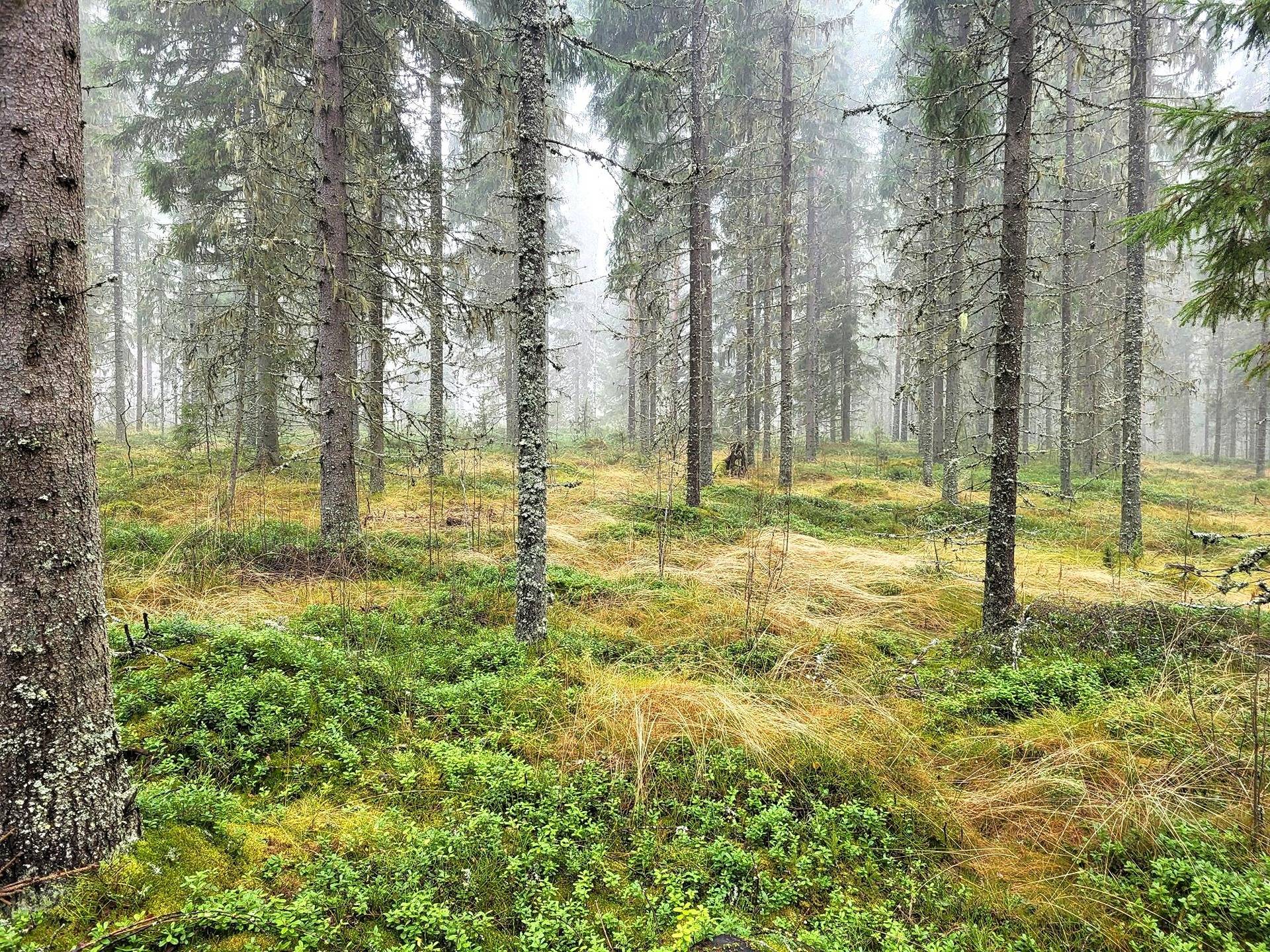 Metsätila Leirisalo 25:2 1