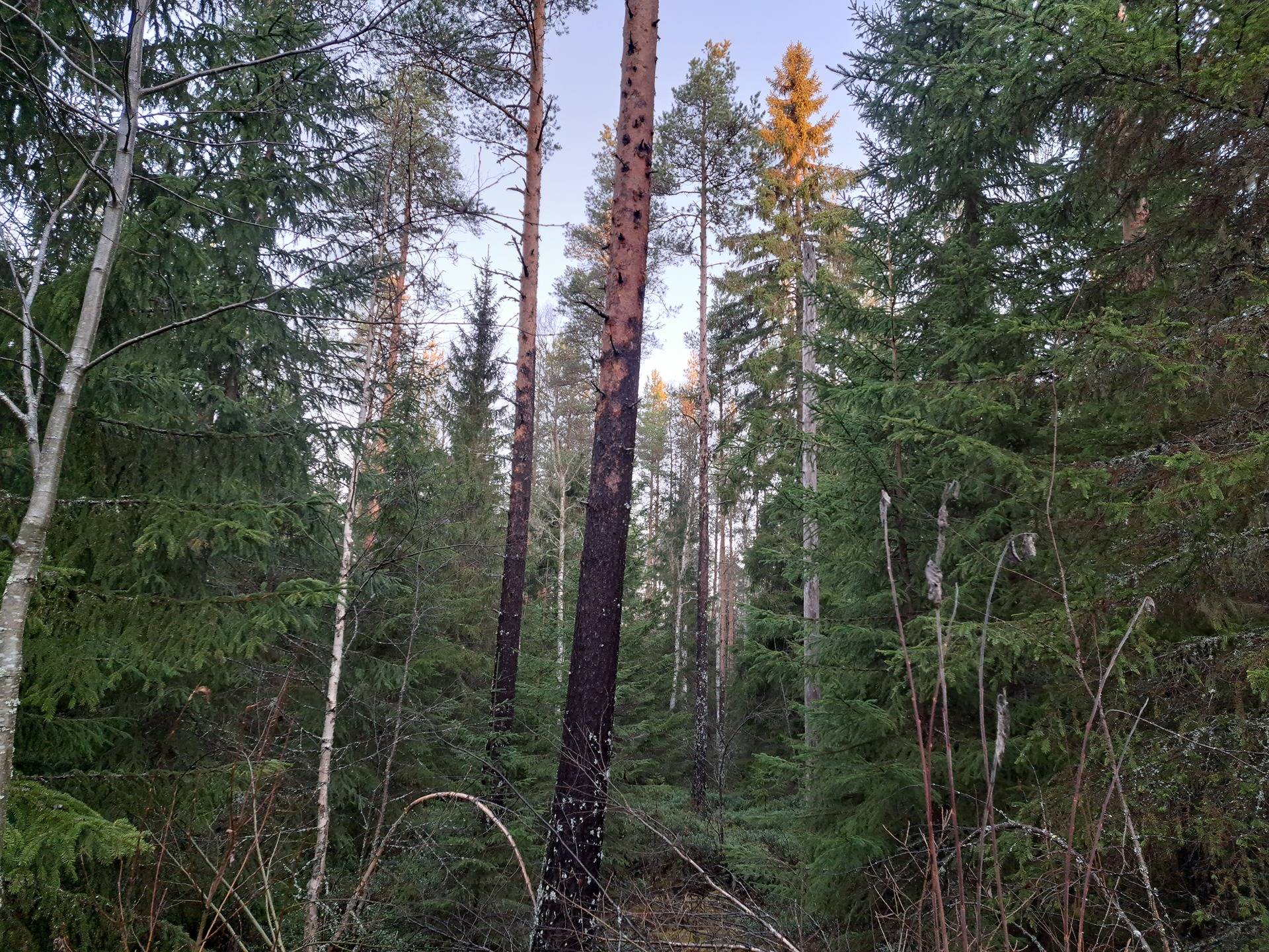 Keltamaa 977-401-10-27, Haapala 977-401-10-89 Määräala 1