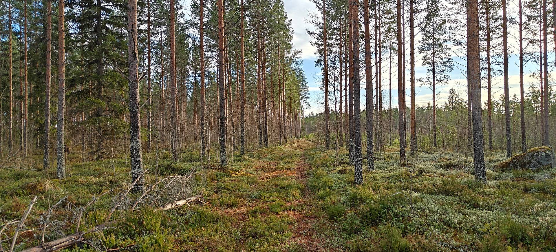 Seinäjoki, KOIVUMÄKI 743-416-3-38 1