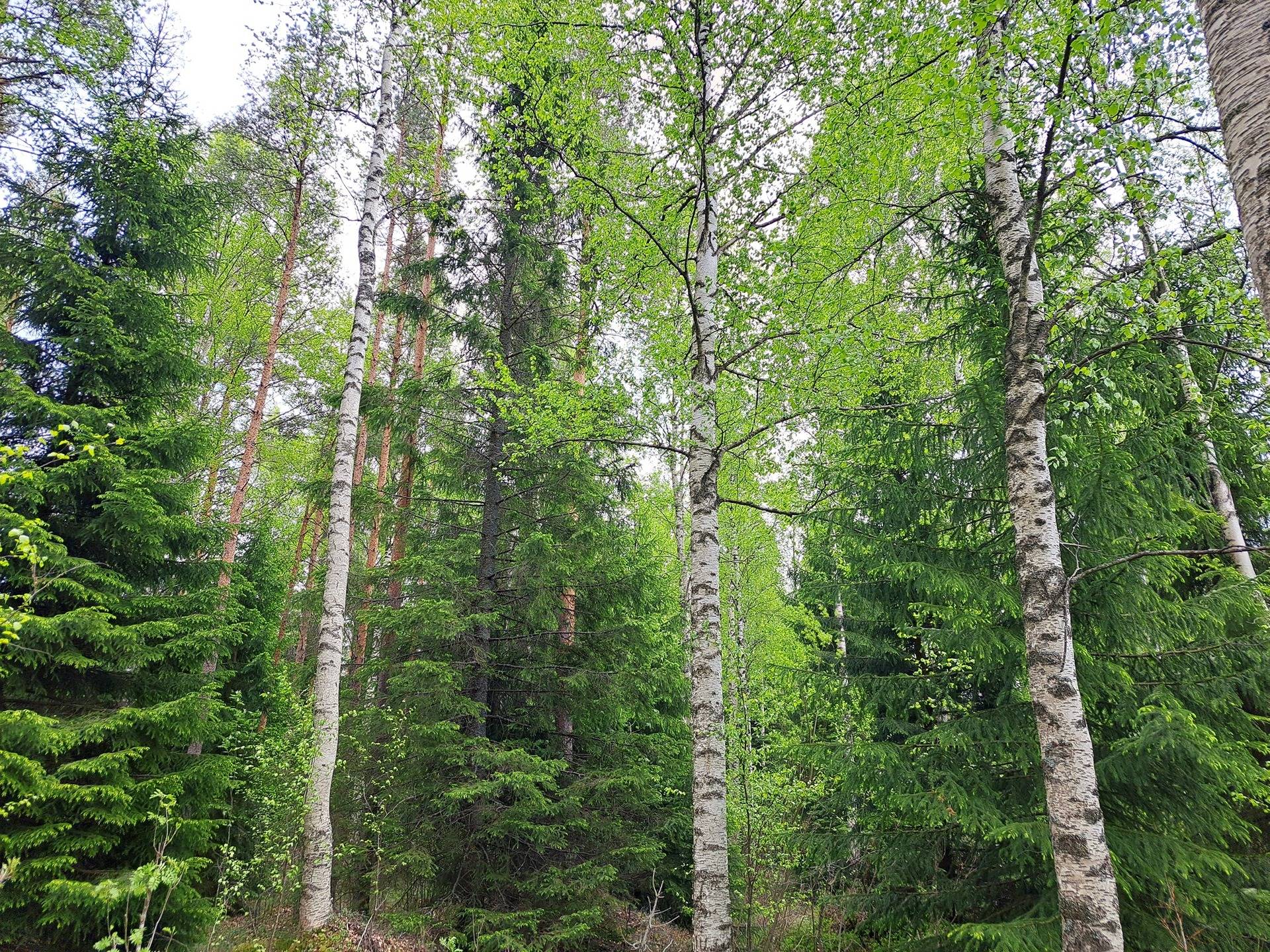 Kauhava Kortesjärvi UUSIKORPI 22:31 metsätila noin 65,9 ha 1