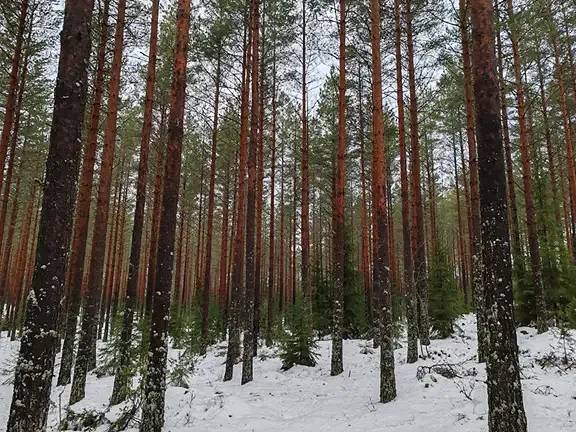 Perttelin yhteismetsän osuudet 49 kpl haamutilan mukana 1