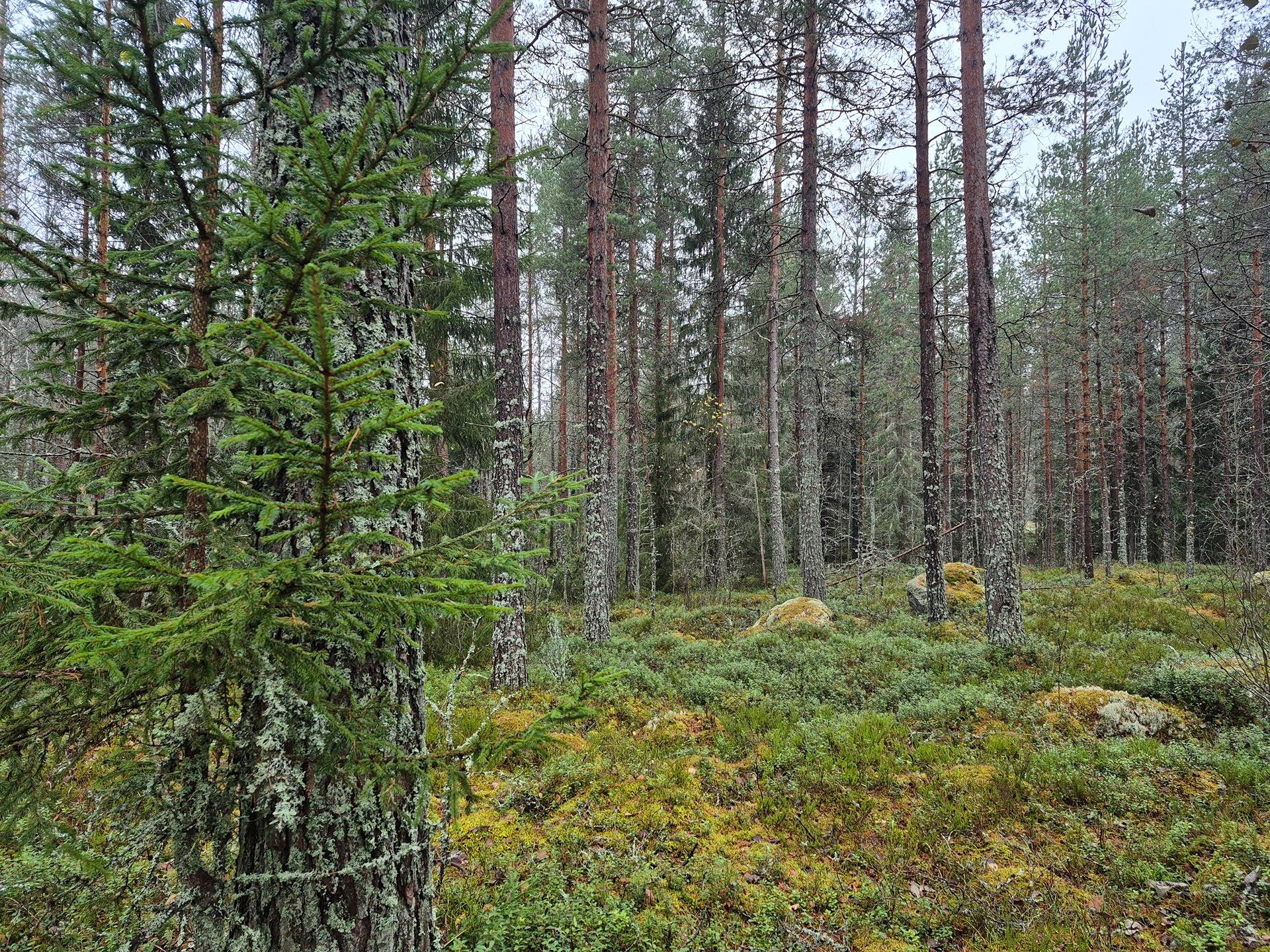 Määräala metsää Siikaisissa, Rinne 1