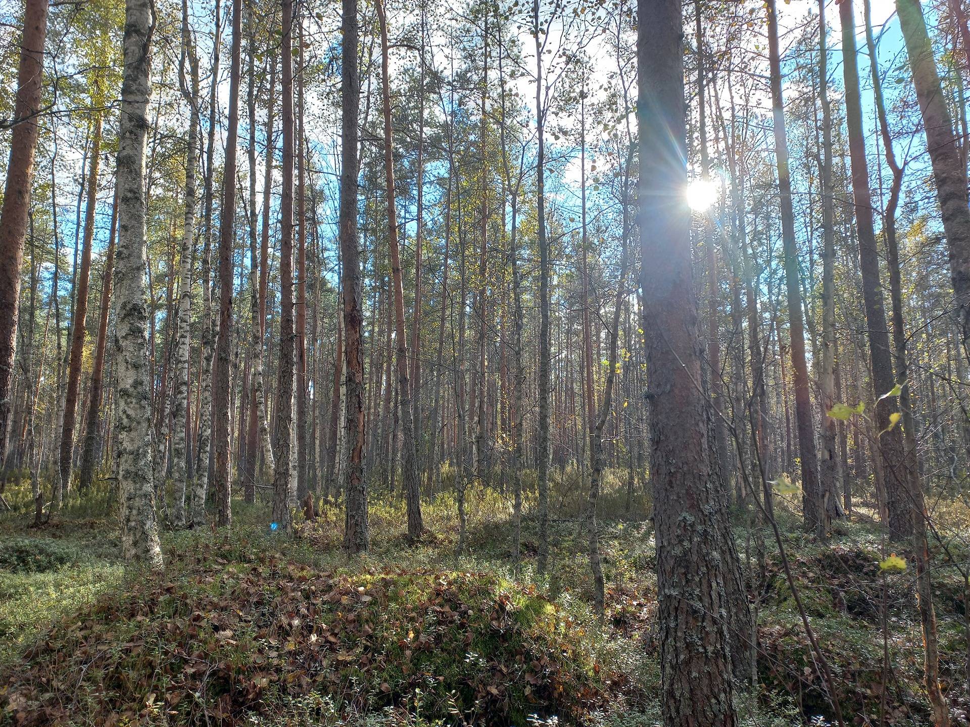 Jalasjärvi Luoma 164-416-15-128 (määräala) 1