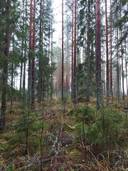 Tyynelä 915-429-39-1 1