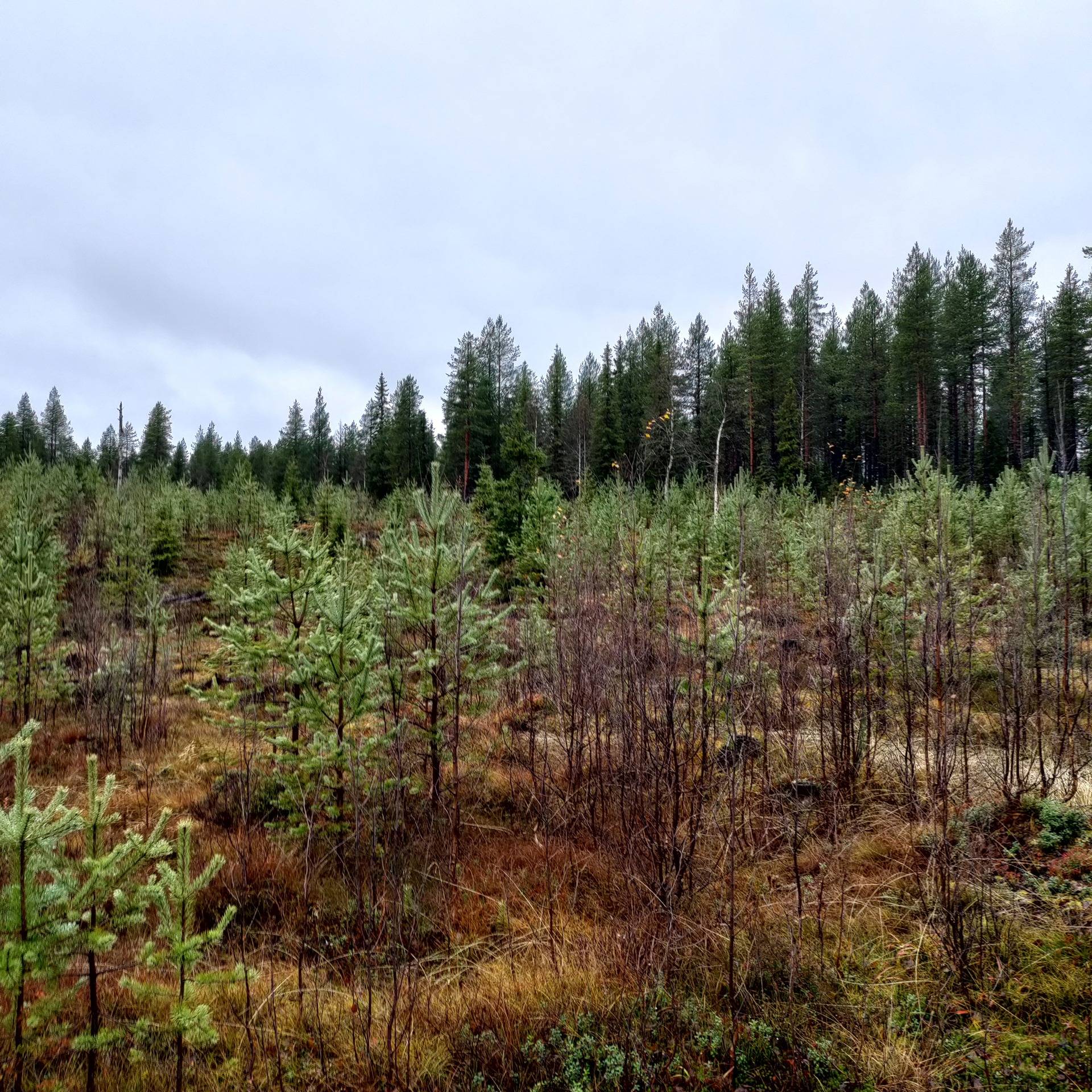 Ulkukangas 305-412-6-4 ja Nastonsaari, määräala 305-412-6-13 1