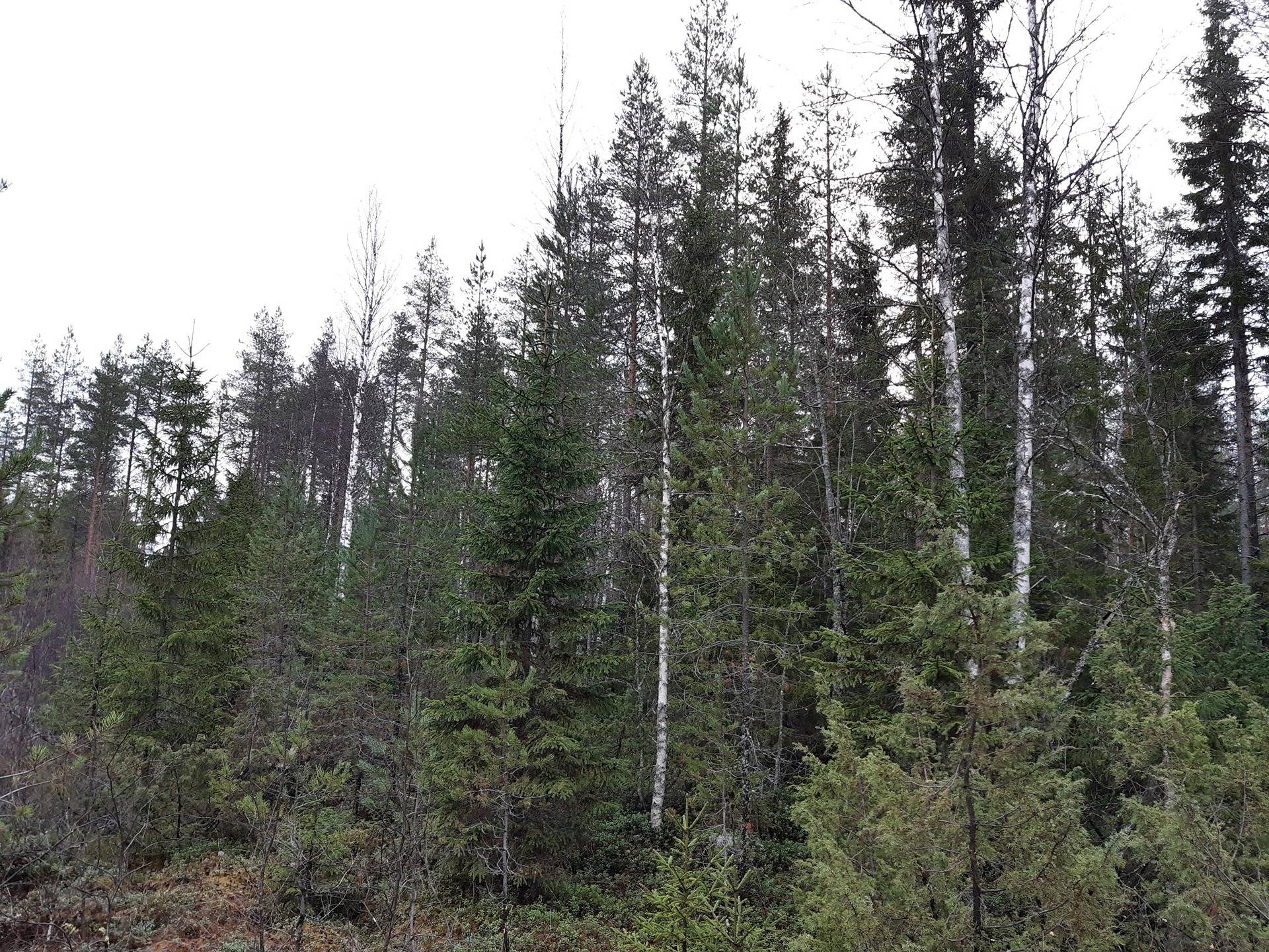 PETÄJÄPURO 20:2, Sukeva 1