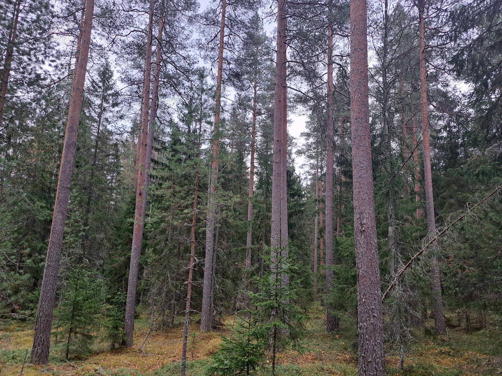 Kumpukallio 1 286-401-5-159 ja Kumpukallio 2 286-401-5-160 1