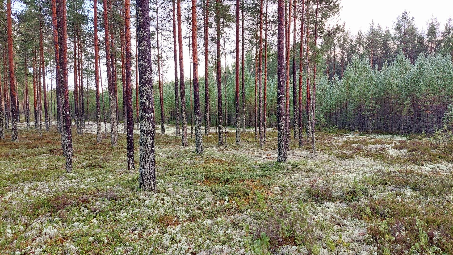 Maijala 564-430-9-116 Oulunsalossa 1