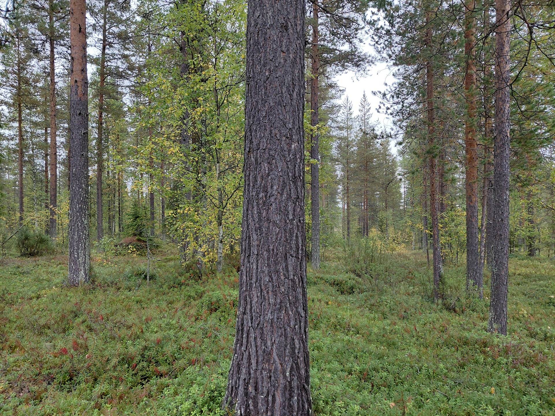 Kansikuva kohteelle Hakala 320-414-25-2