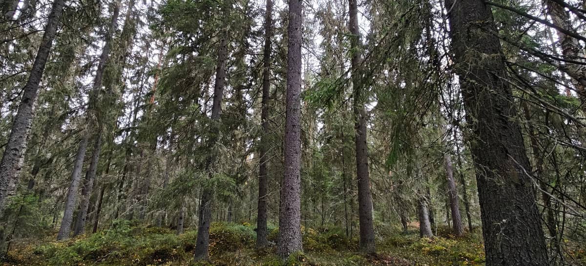 Kinnula Keski-Suomi - Metsätilat.fi