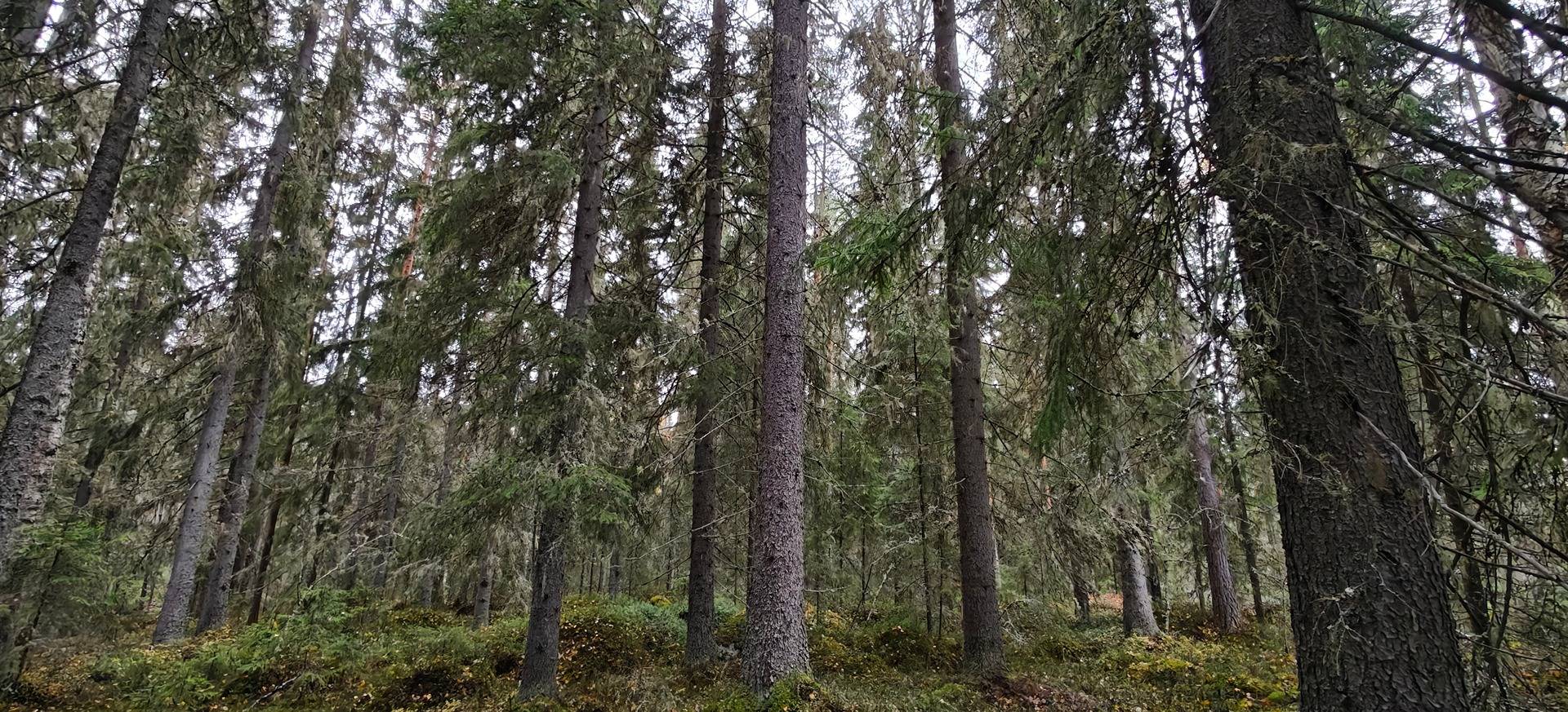 Saarenkylä, Rutaranta 256-402-12-3 1