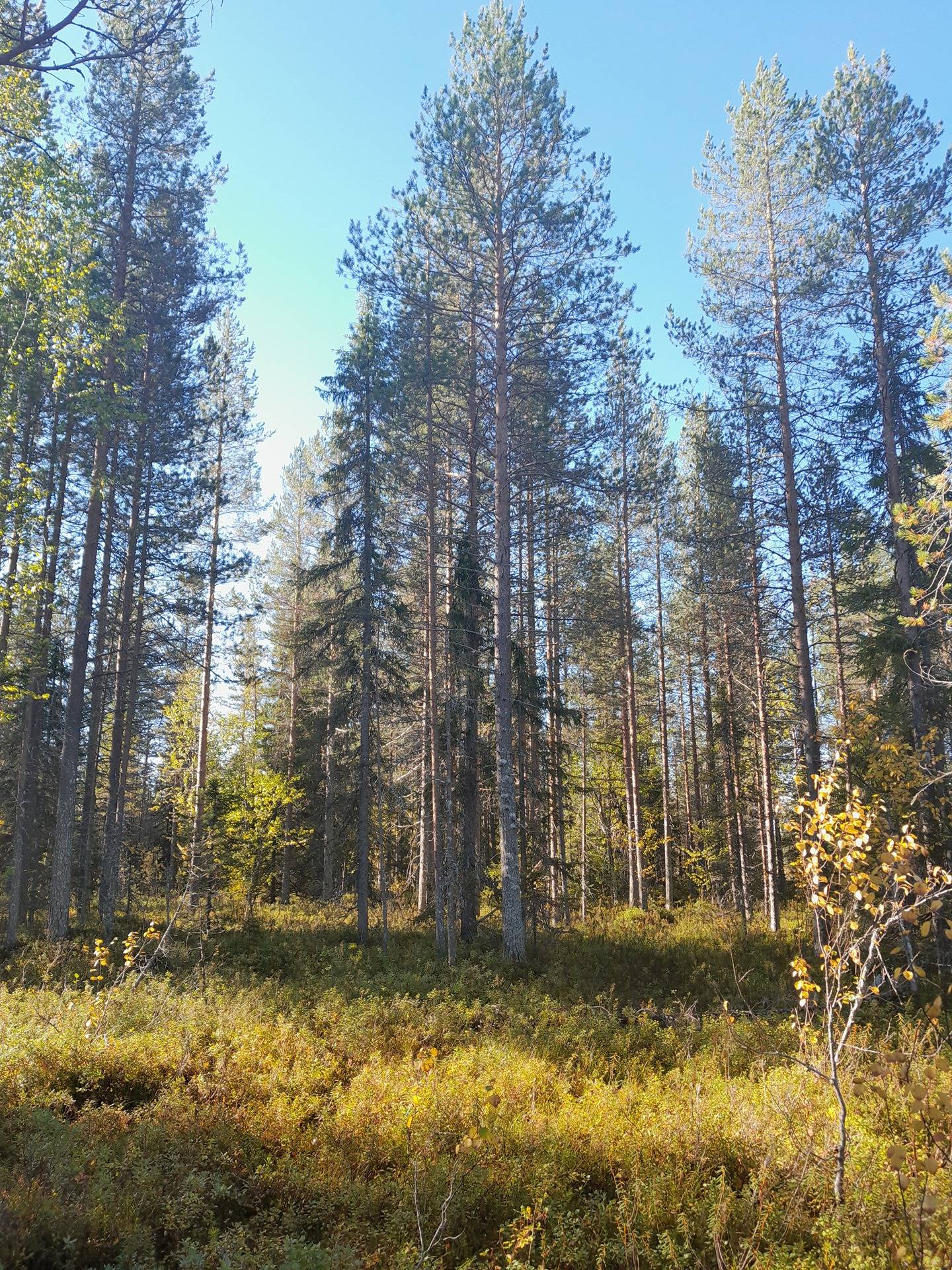 Pääsky 615-407-137-2 1