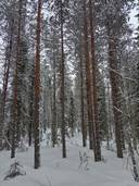 Kuusamon yhteismetsä osuus 0,030500 1