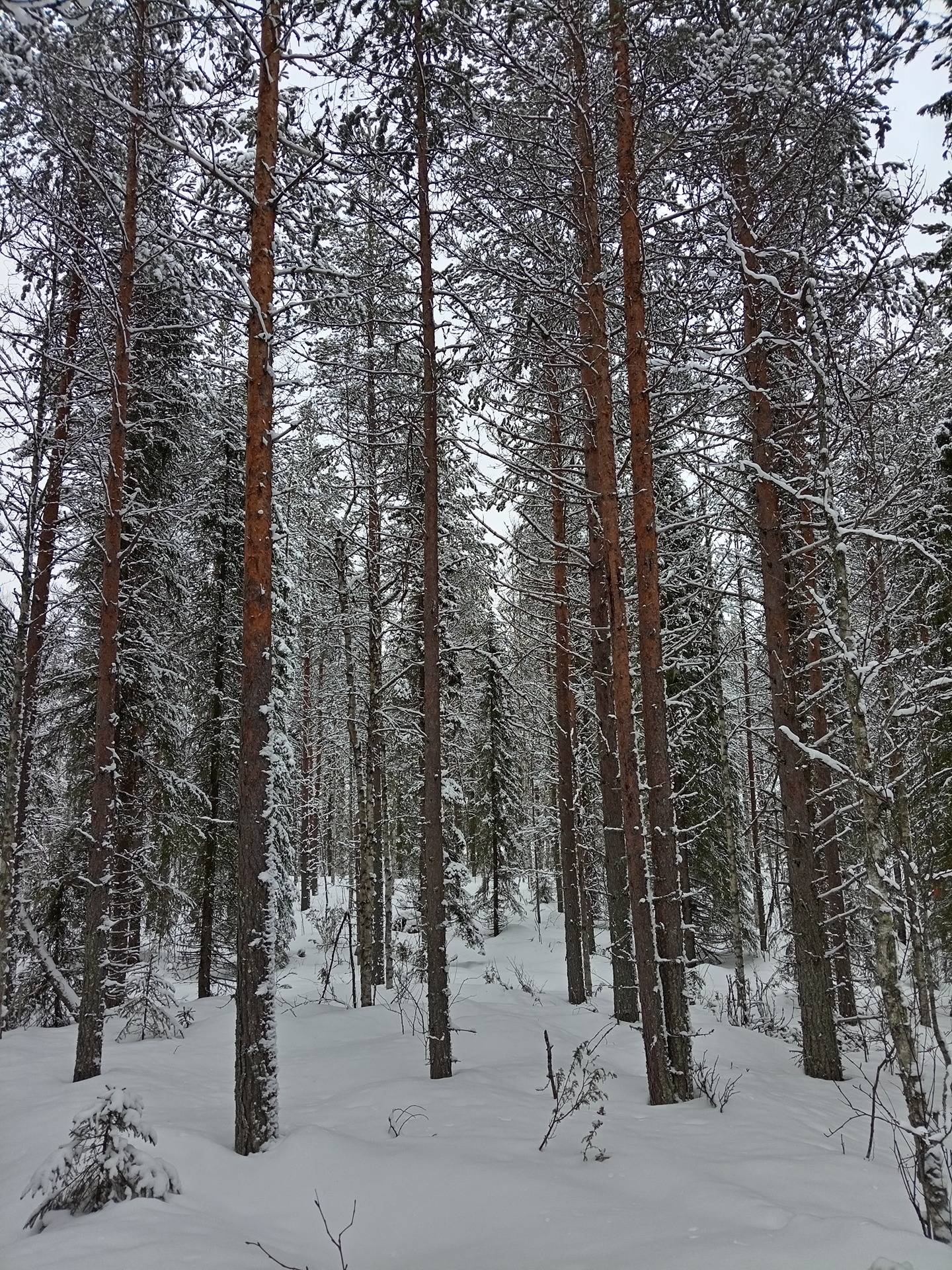 Kuusamon yhteismetsä osuus 0,030500 1