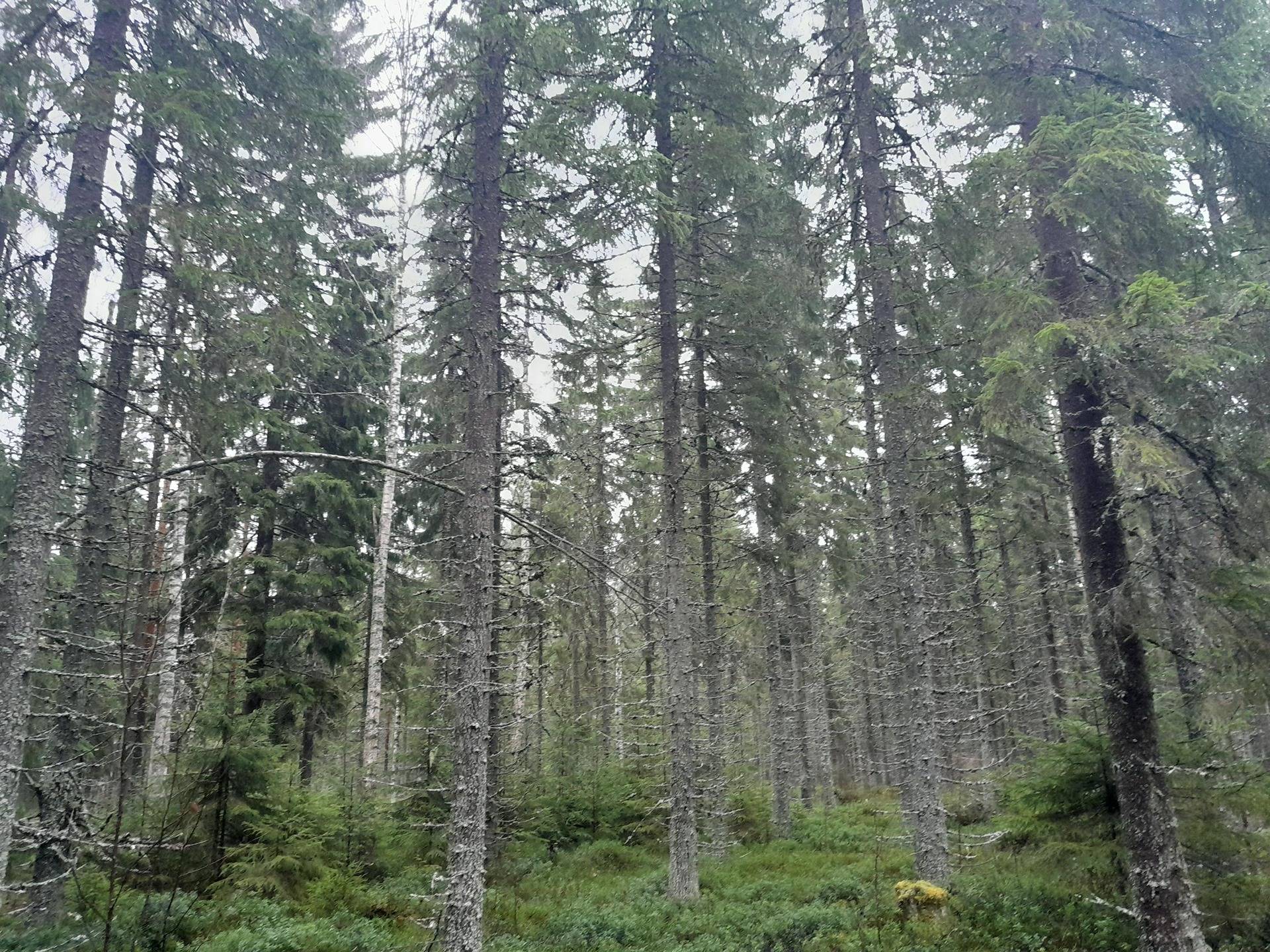 Lähteenmäki 729-408-24-45 määräala 1