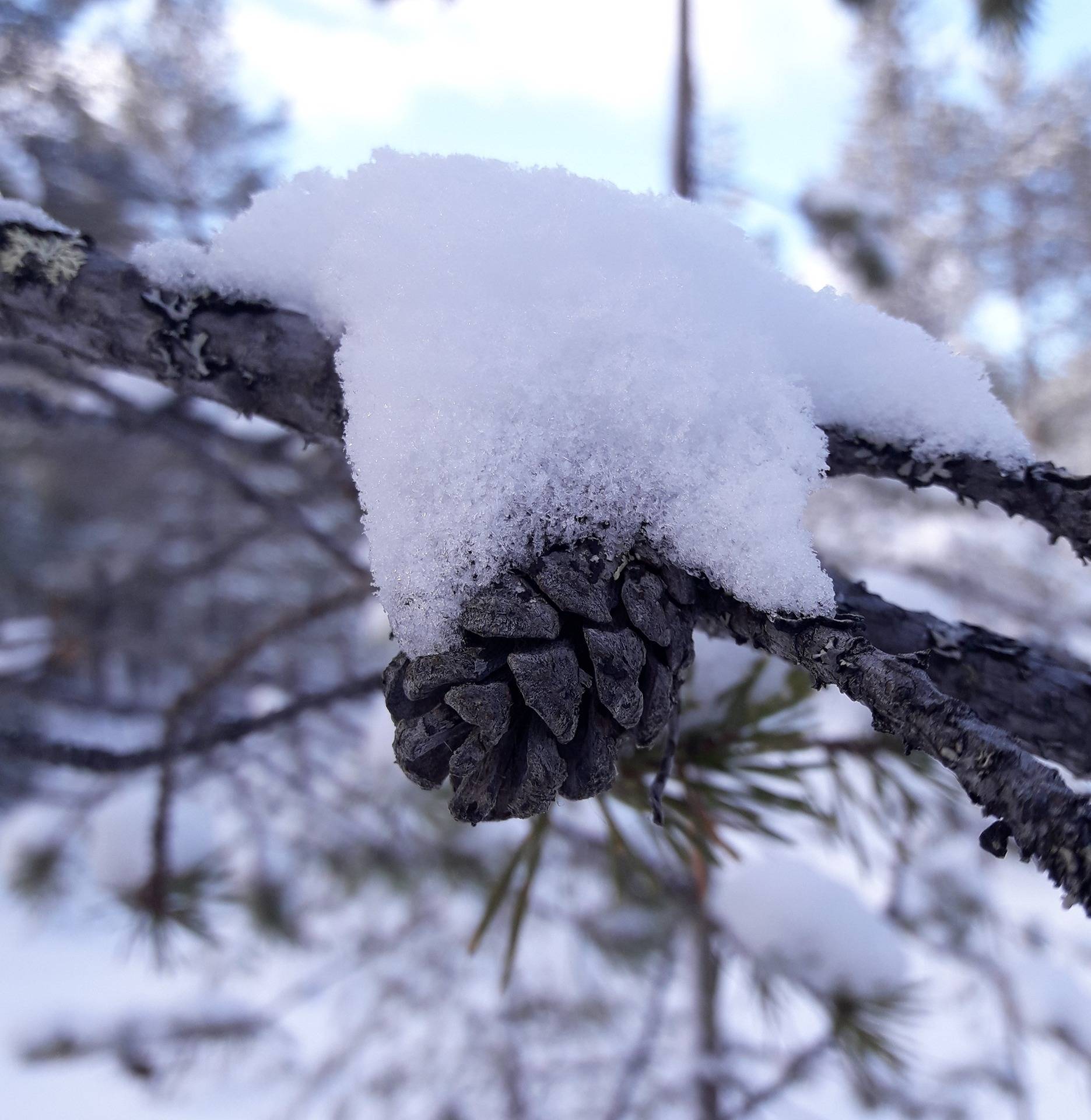 Kuusamon yhteismetsä osuus 0,017500 ja 9,3 ha määräala 1