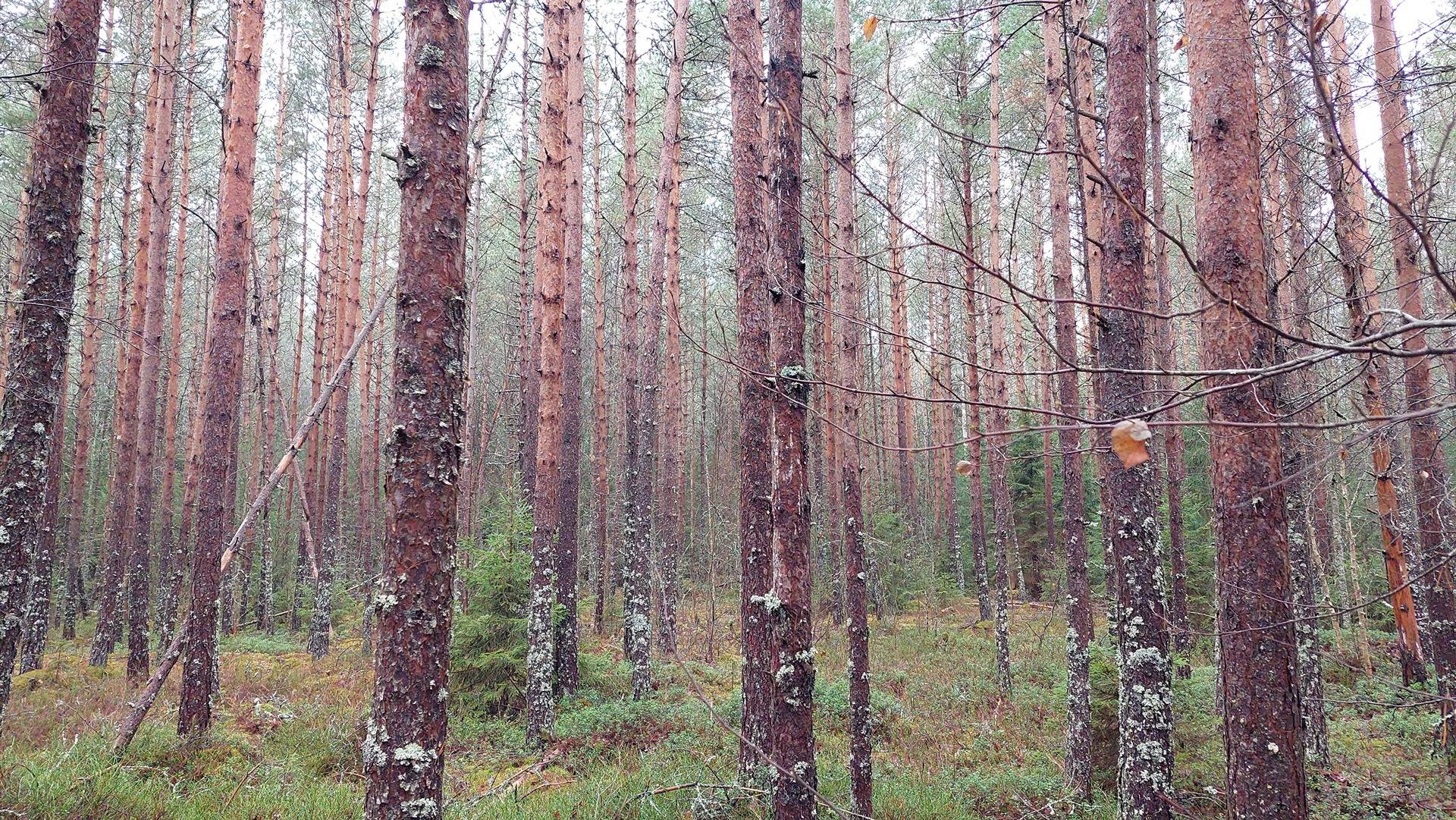 Tuherus-Kallonen 405-571-5-6 1