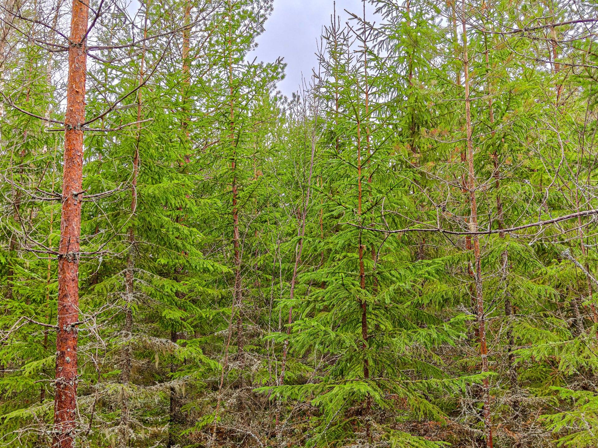 Seinäjoki, Ylistaro, Hautakangas 743-425-2-151 ja Hautakytö 743-425-2-154 1