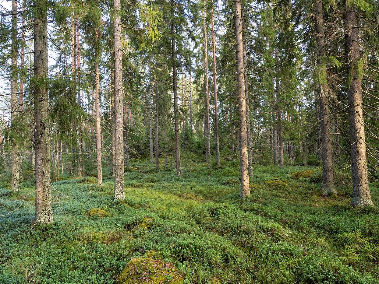 Mutkala (määräala), Sivu ja Yhteinen alue 1
