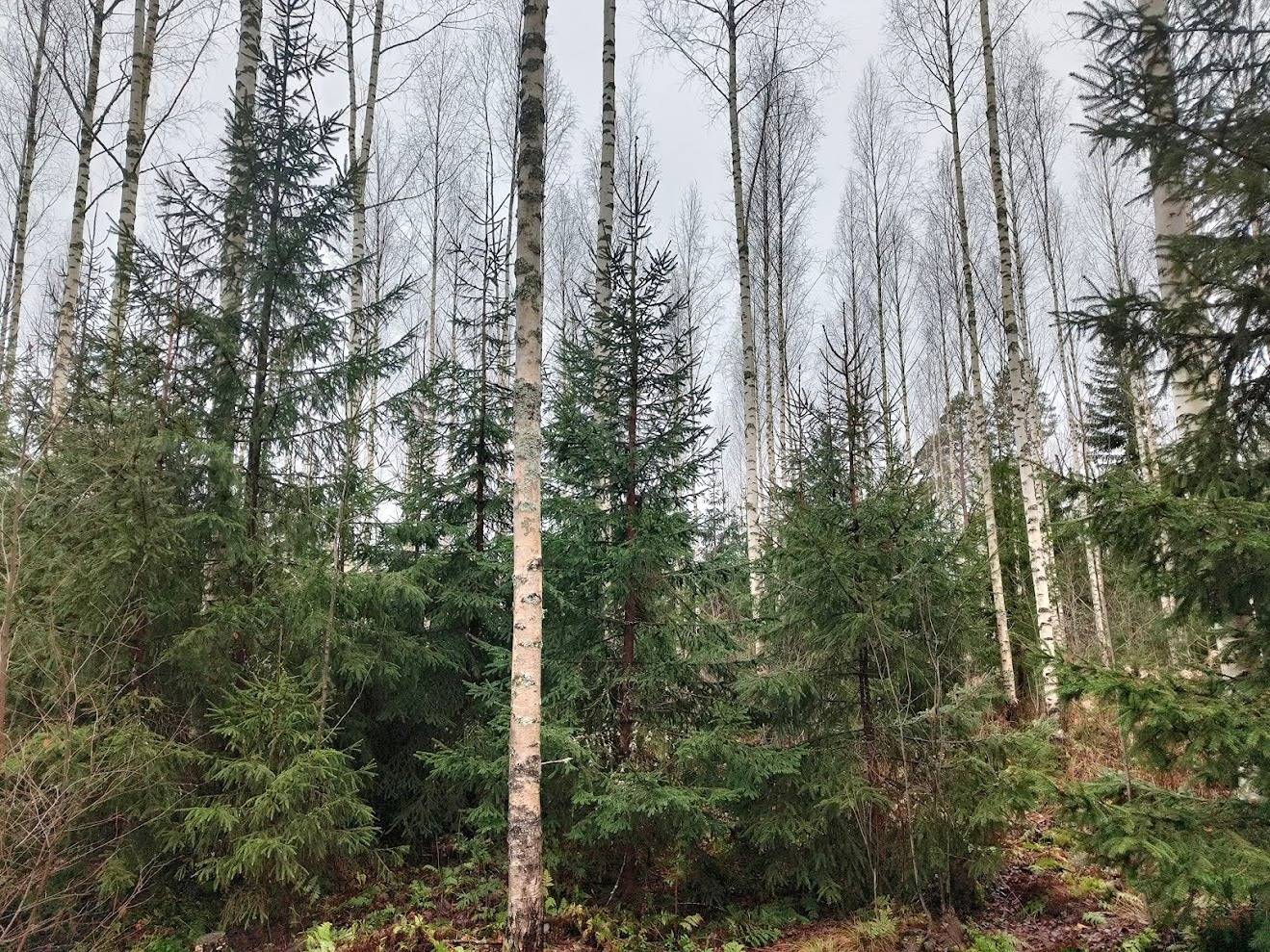 Mäkelä 935-423-3-8 (määräala) 1