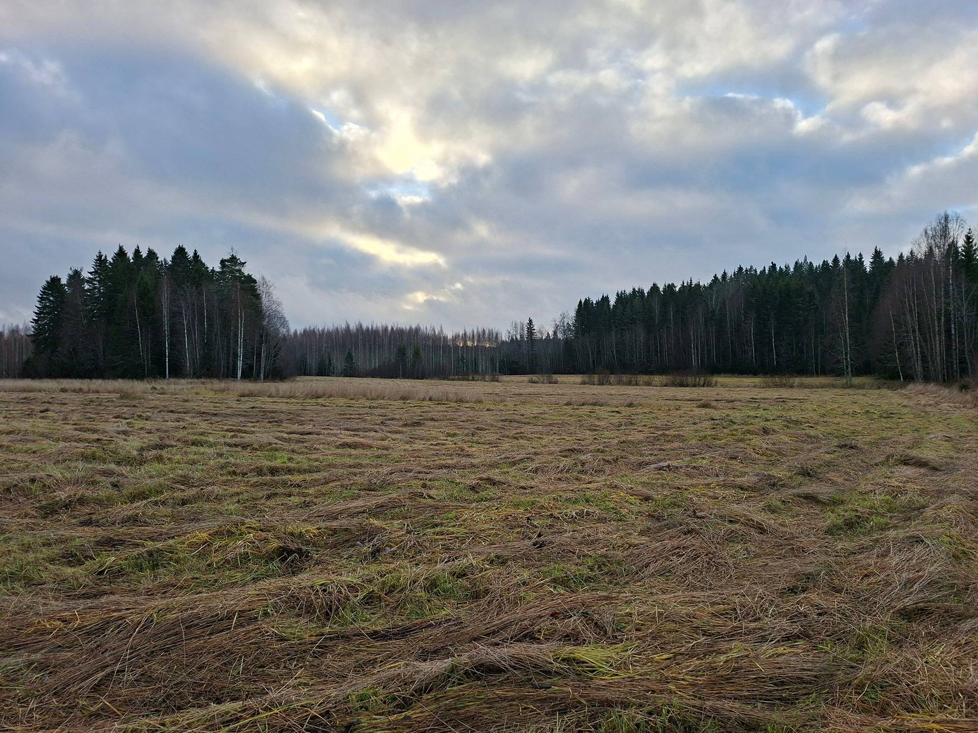 Saloheimo 1:116 -peltoa ja metsää 1