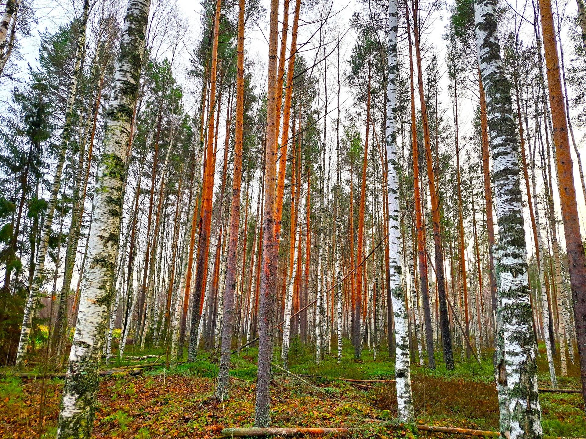 Vimpeli kk VÄHÄNIITTY 2:666 metsätila 6,476 ha 1