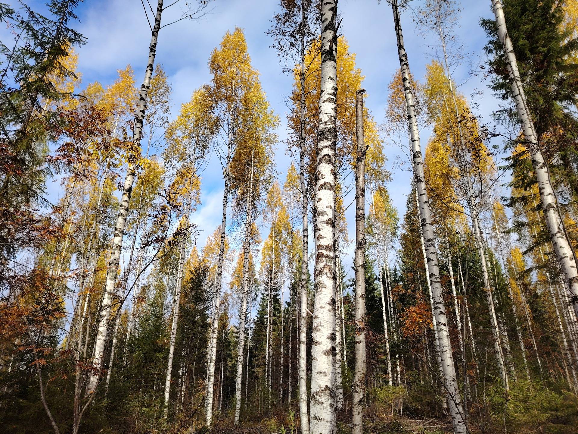 LAMMINAHO 167-431-15-72, Öllölä 1