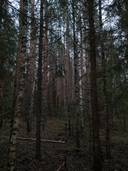 Ingalind 26:52, Kalvskäret Malax 1