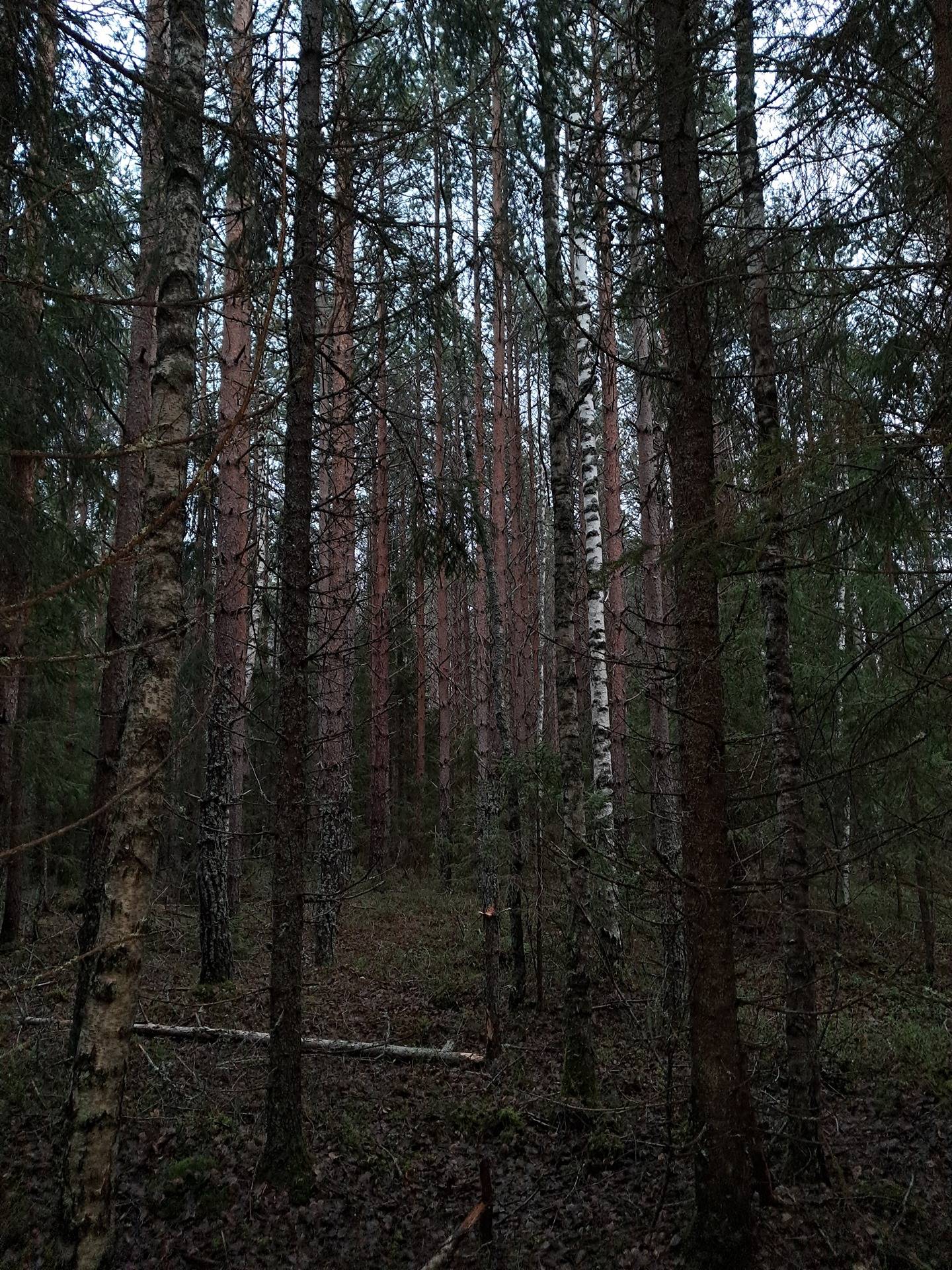 Ingalind 26:52, Kalvskäret Malax 1