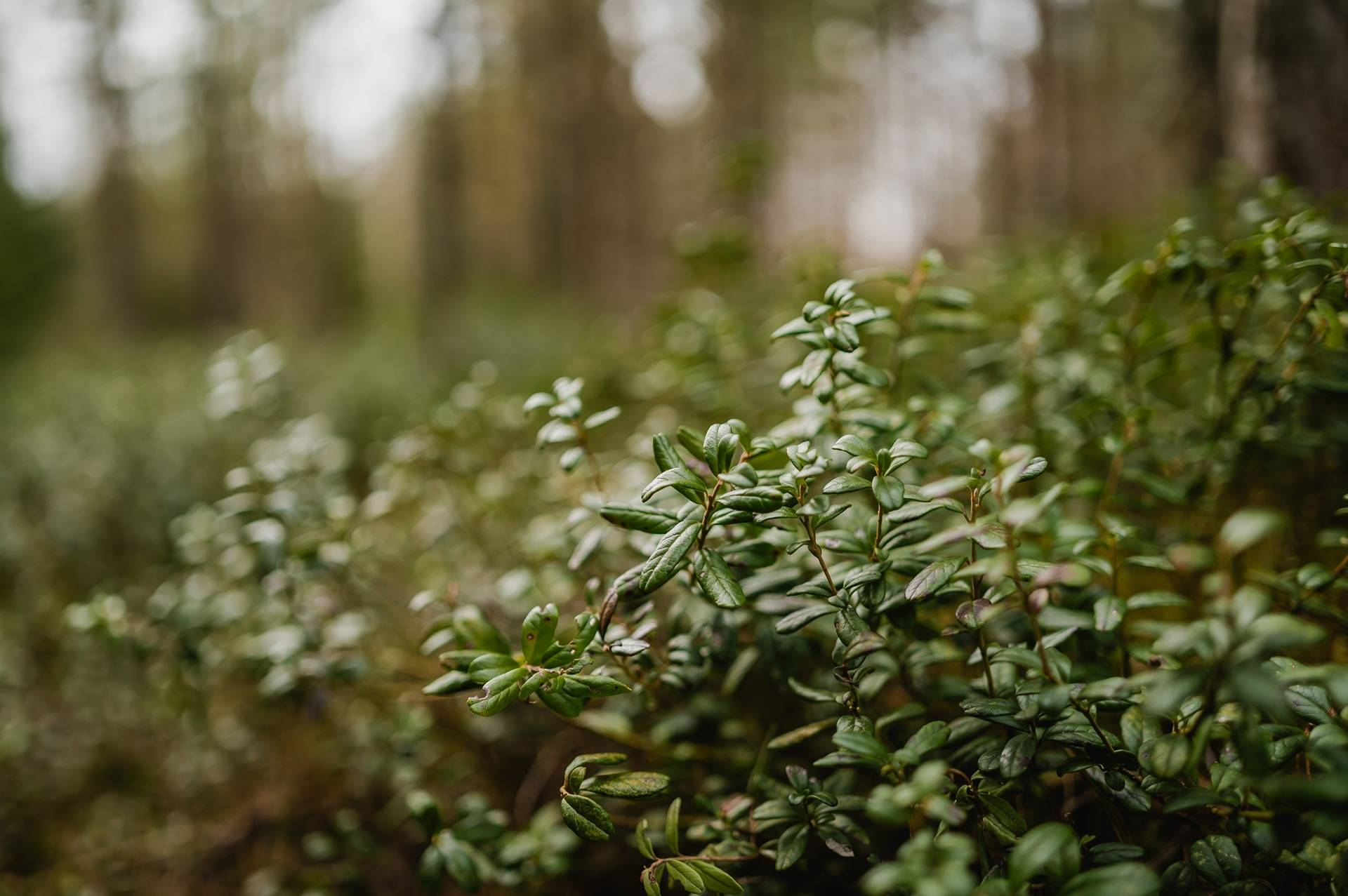 Eriksborg 7:34, Monå 1