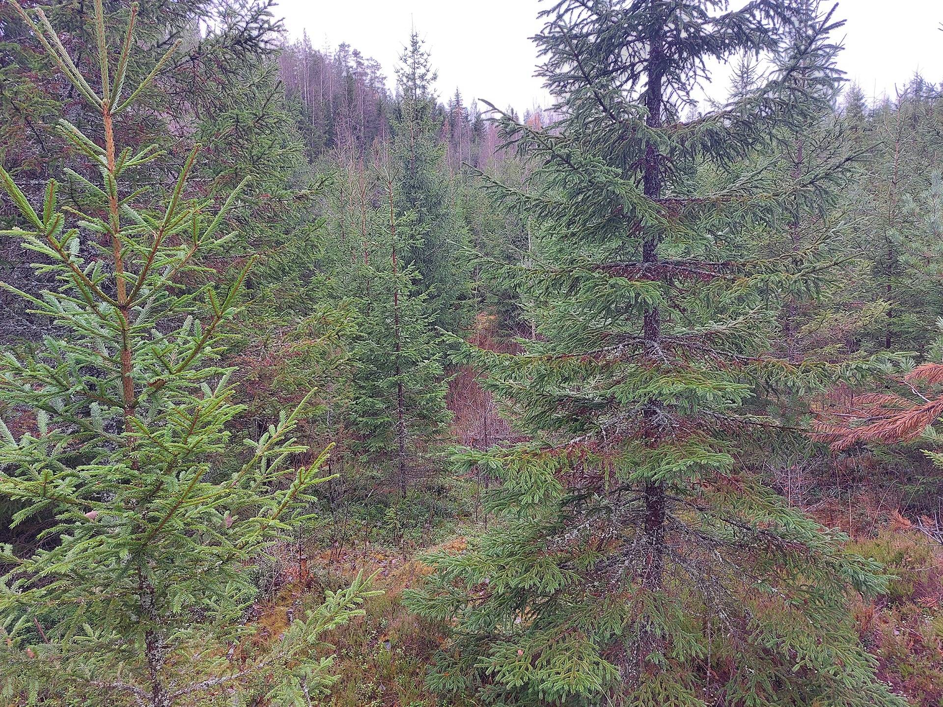 Repokivi 689-414-9-13 1