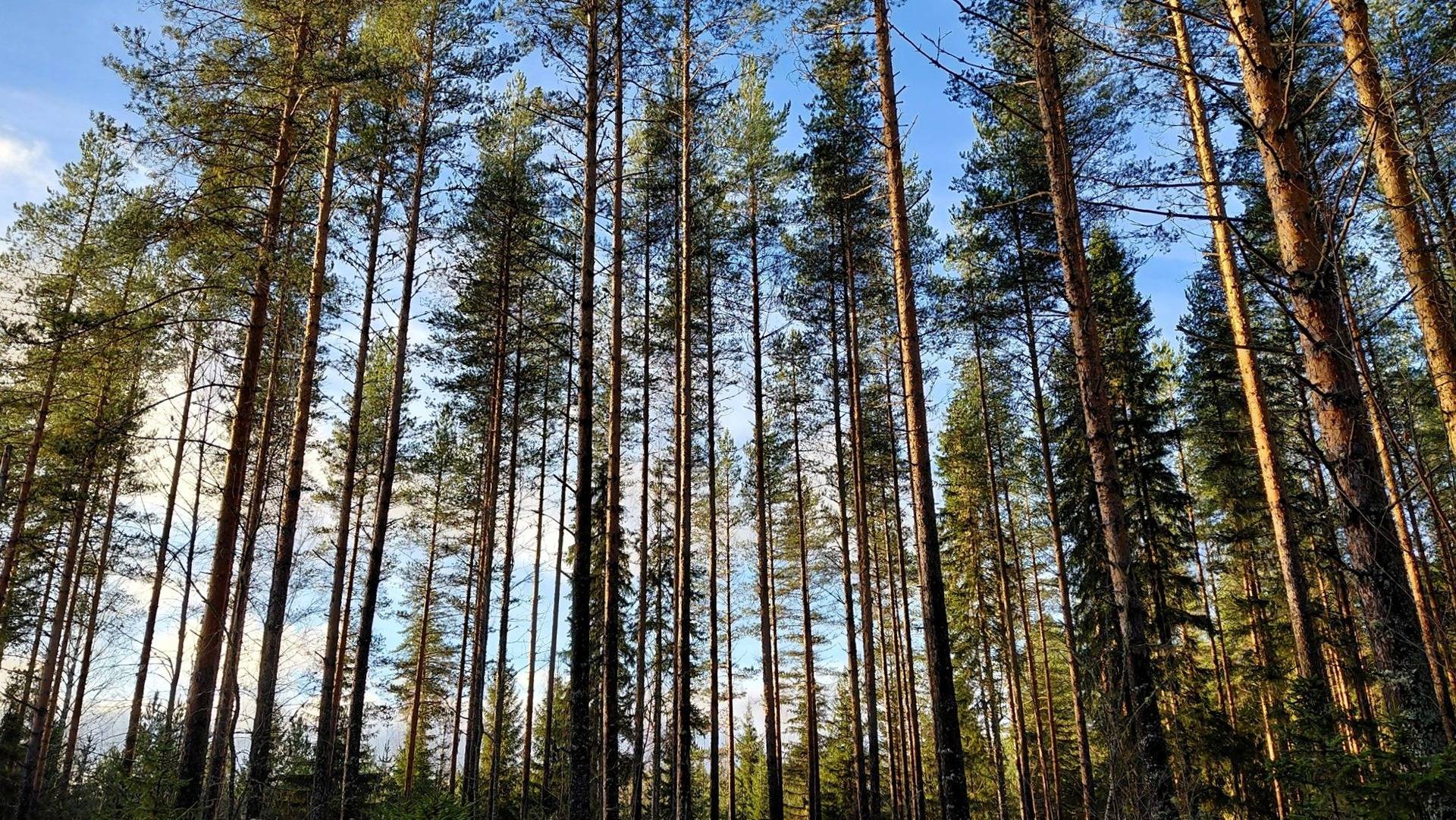 Kaakkoselkä 213-416-3-73 1