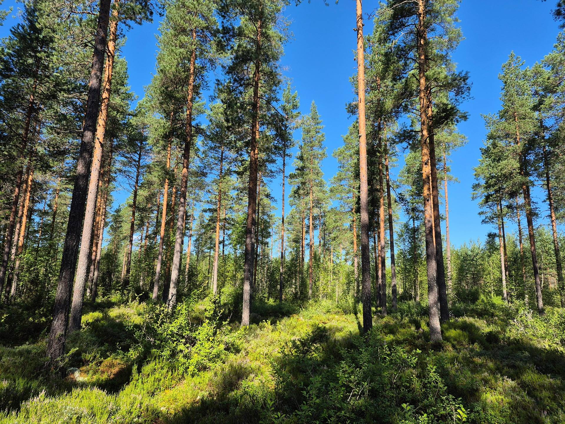 Määräala metsää Karviassa, Papunen 1