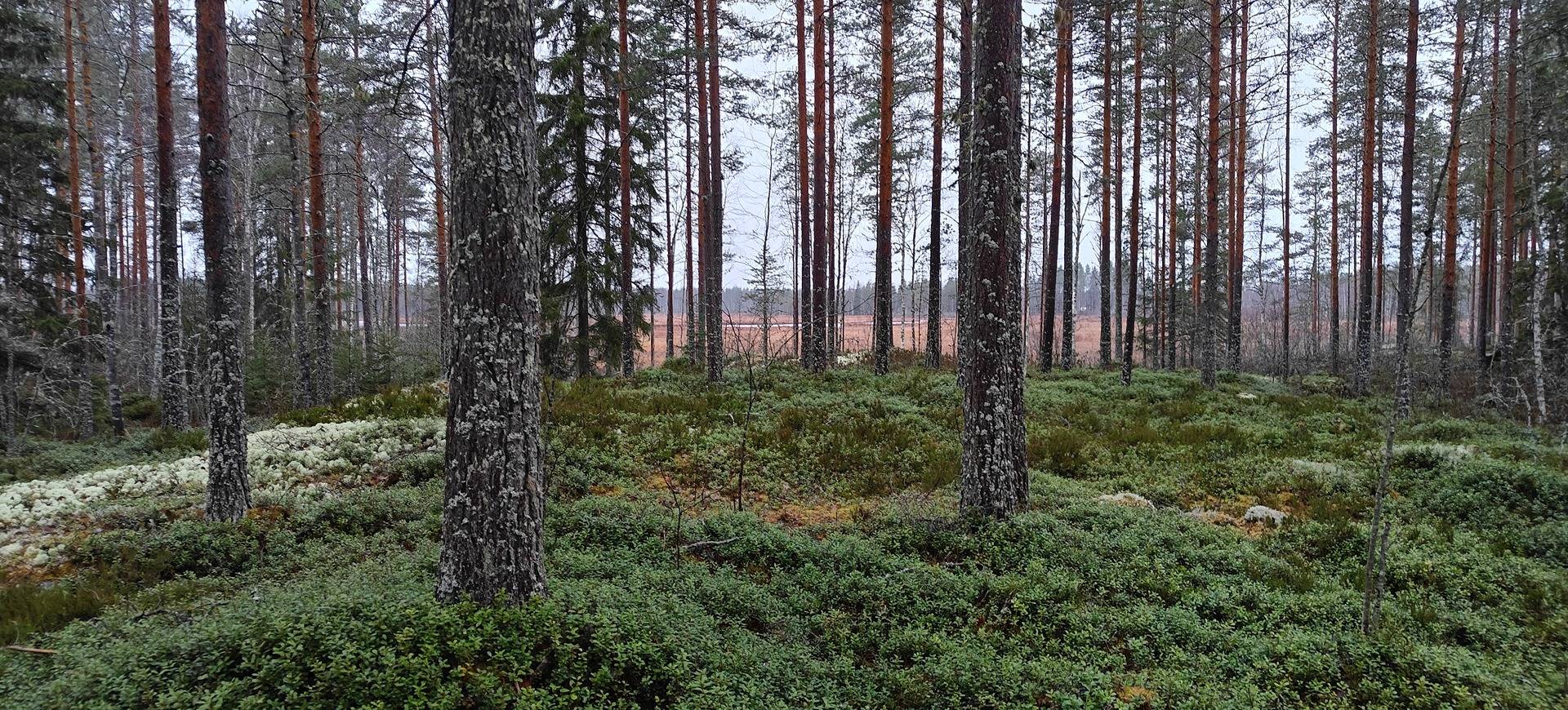 Alavus, PESONEN 10-401-20-43 1