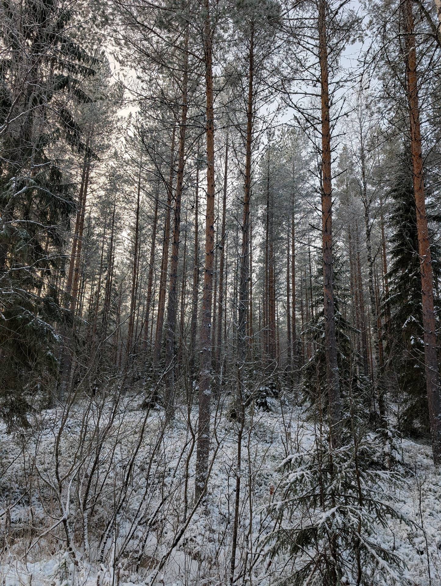 Nojola 578-404-8-29 ja Ketomäki 578-404-34-7 1