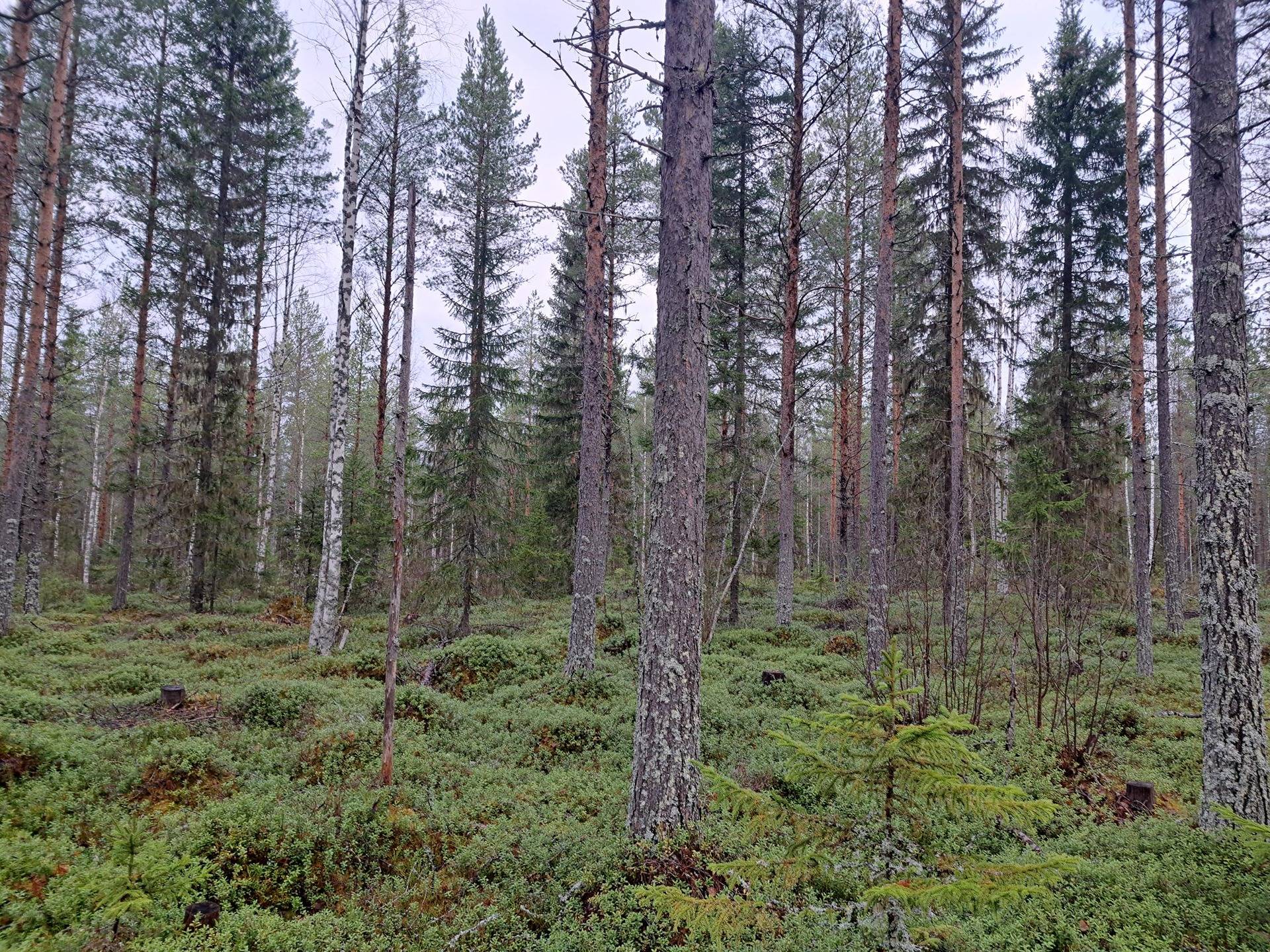 Paulukkarinne 791-421-70-37 1