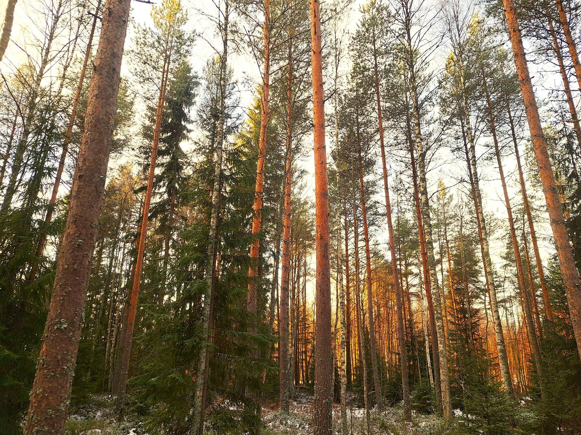 Kauhava Pahkakangas LAMMI 4:558 metsäpalsta noin 31,0 ha 1