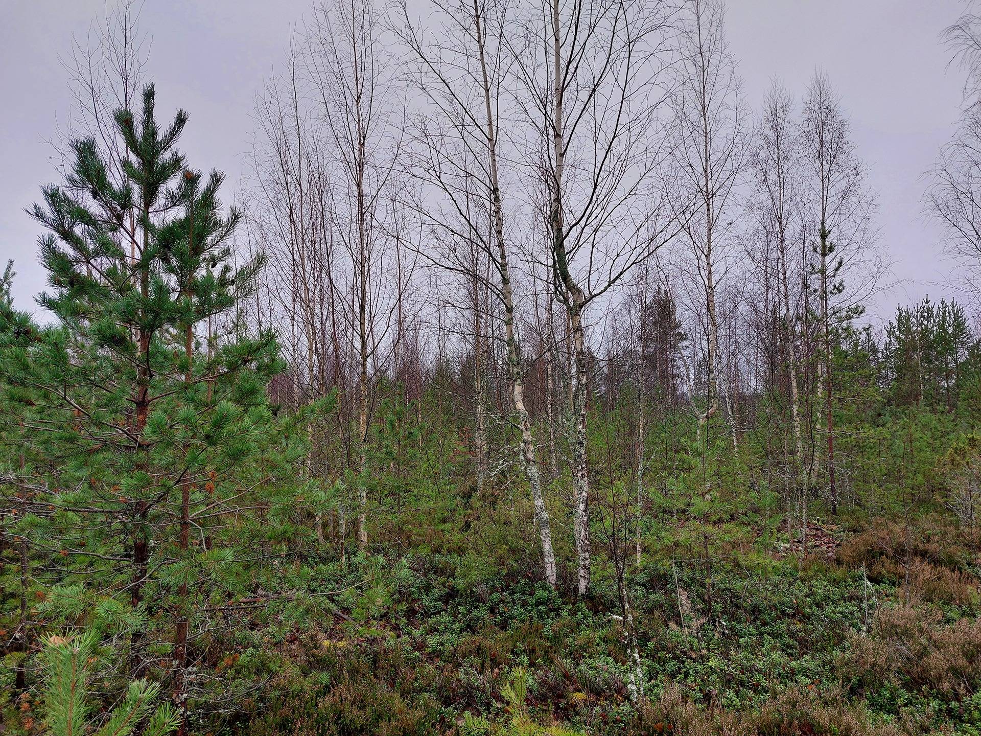 Mäkirinne 831-426-1-59 ja Kangas 831-442-3-40 1