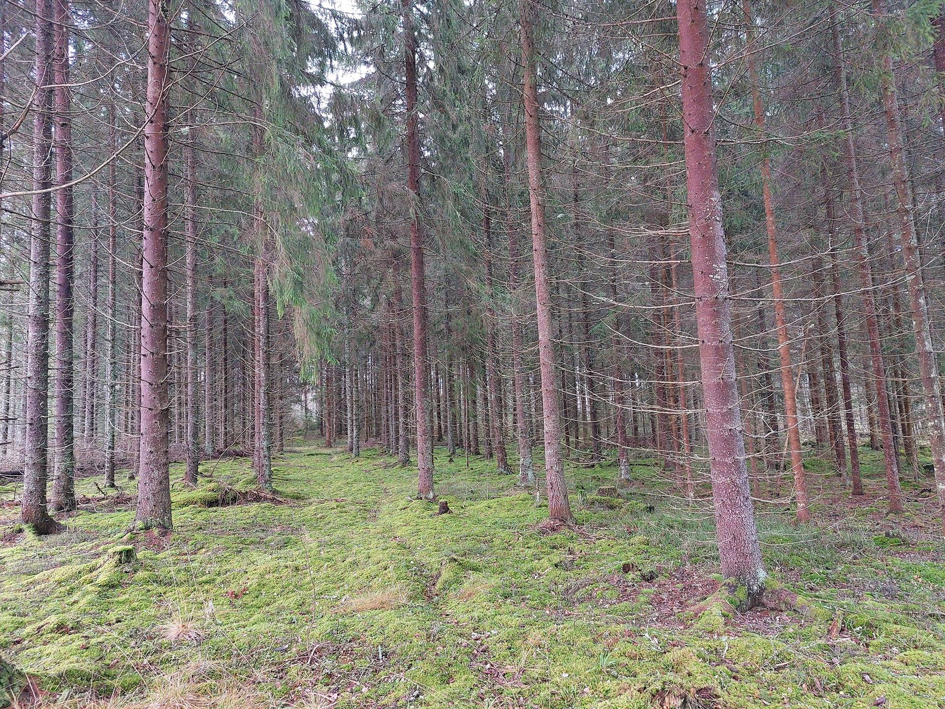 Päivölä 831-442-1-23 määräala 1