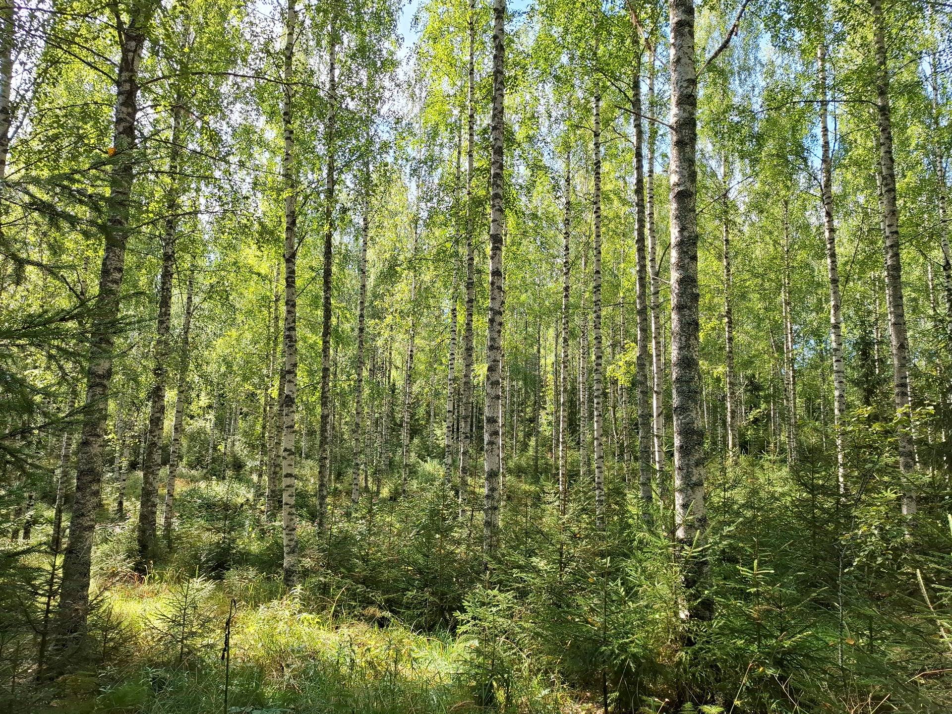 Lehto 4:74 määräala 1