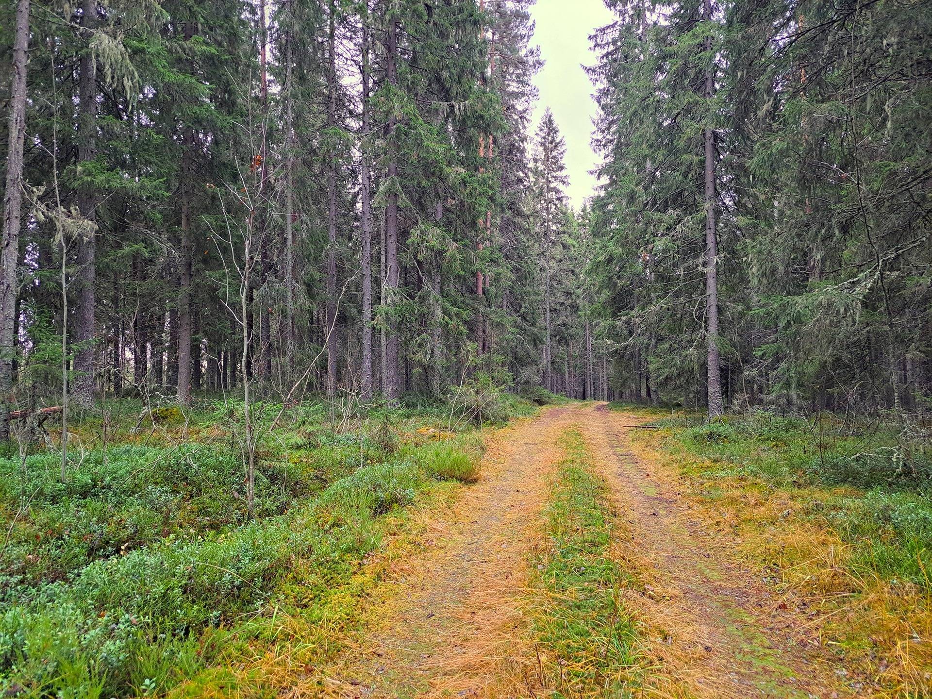 Evijärvi Lahdenkangas HAUTAKANGAS 1:8 metsätila 33,9 ha 1
