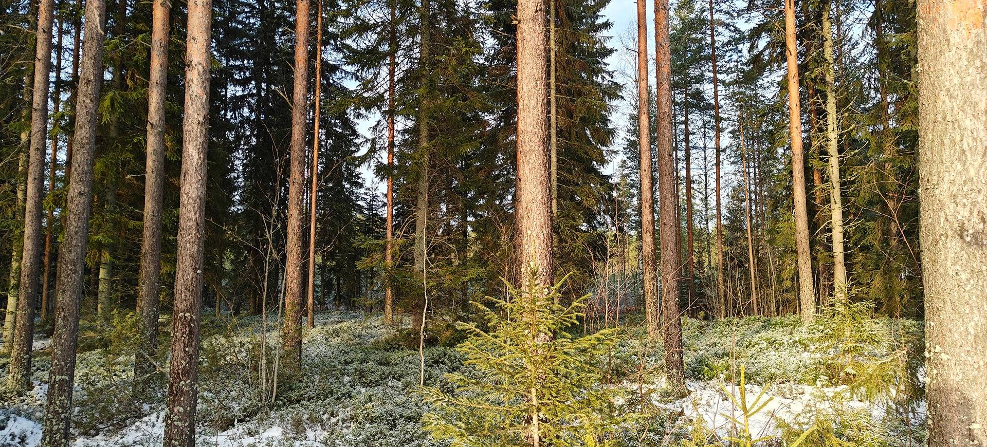 Alavus, KORPI 10-409-24-371 ja UUSIKYTÖ 10-409-24-107 1