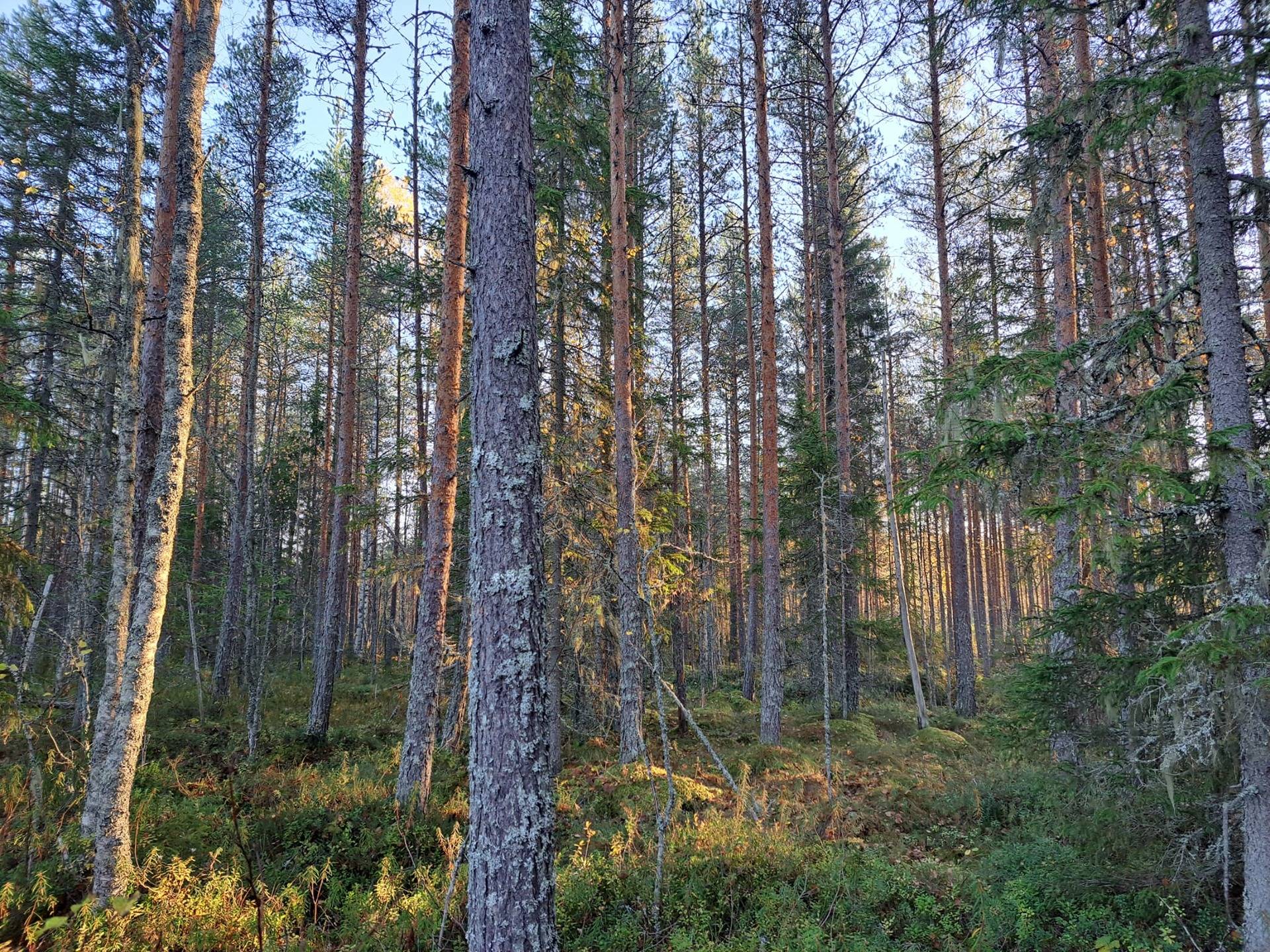 Risuniitty 564-420-20-1 määräala Ylikiimingissä 1