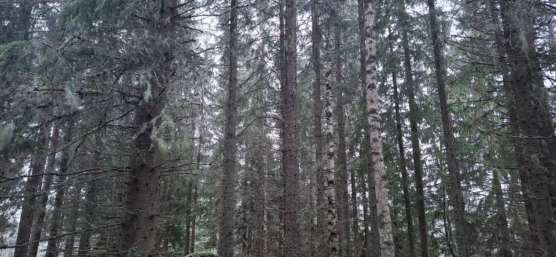 309-403-12-40 YLÄPIHA ja 309-403-3-25 VÄLISUO, Myhkylä 1