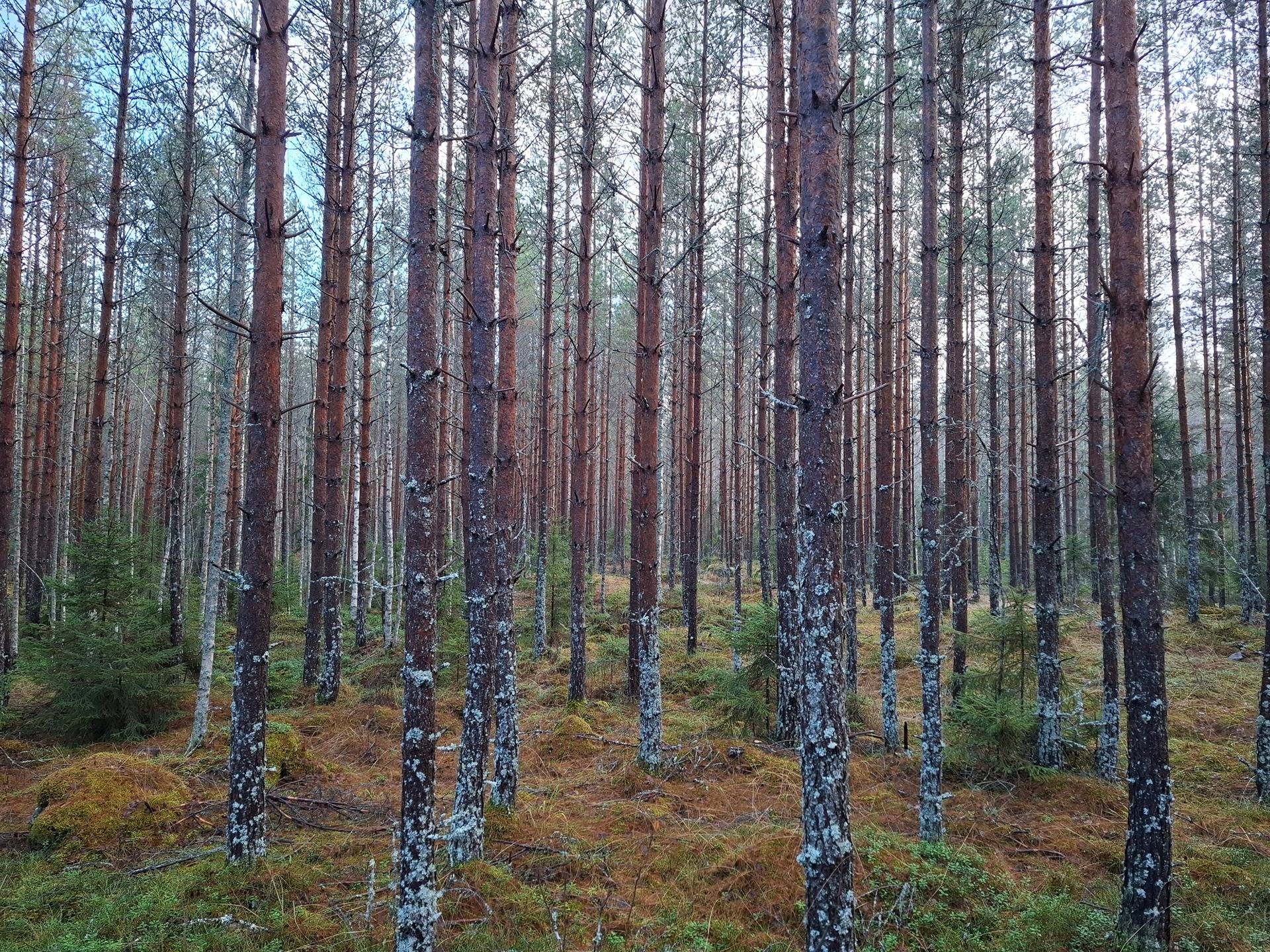 Viimeinen toivo 790-490-1-6 1