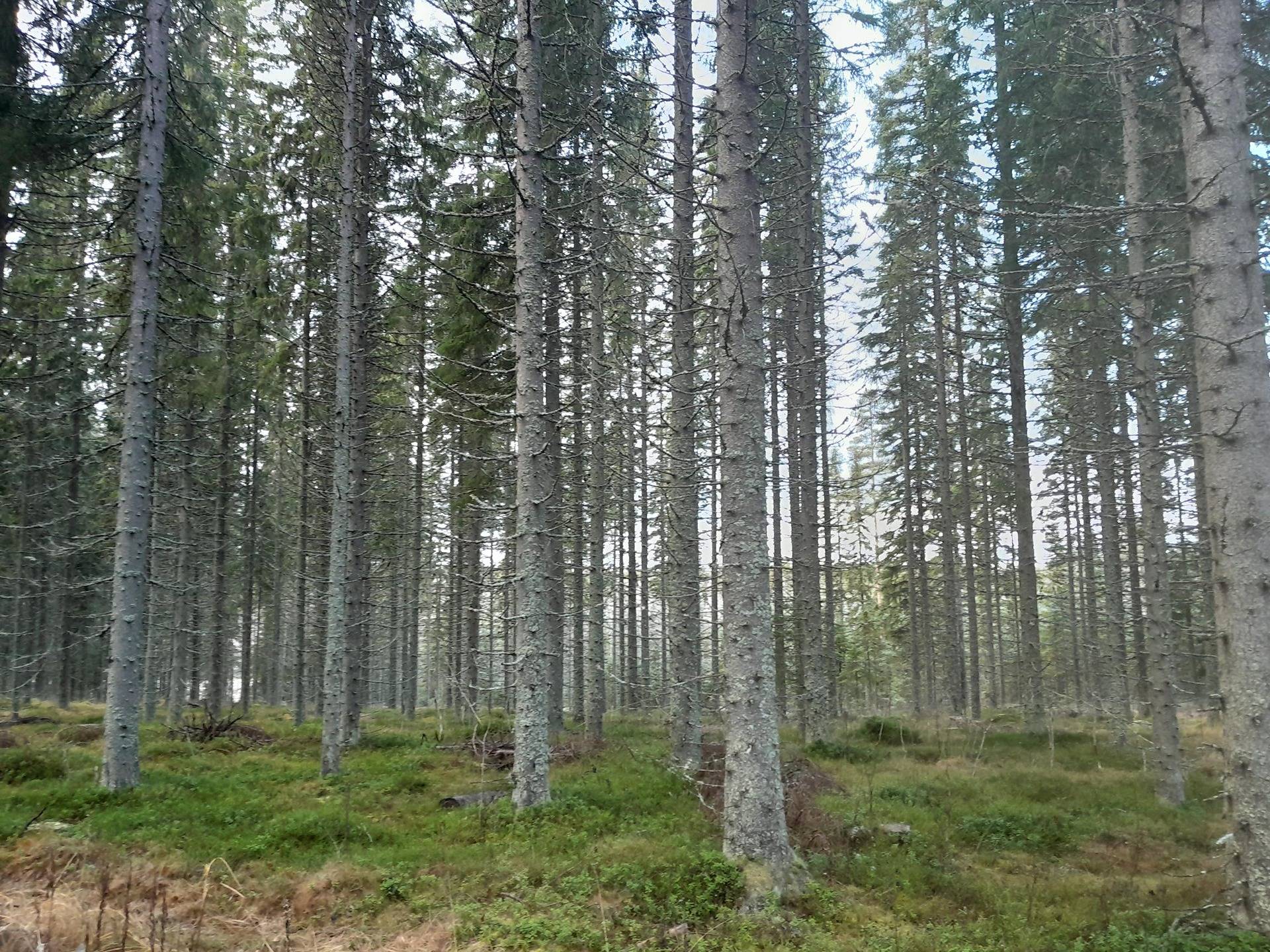 Lampila 592-401-11-32 1