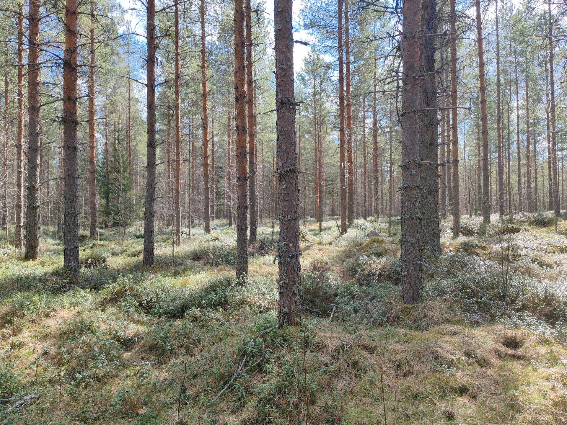 Veteli, Lisämaa D 924-404-4-32 1