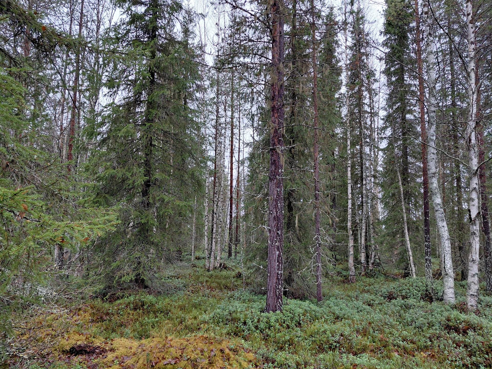 Ojala 320-410-38-2 määräala 1