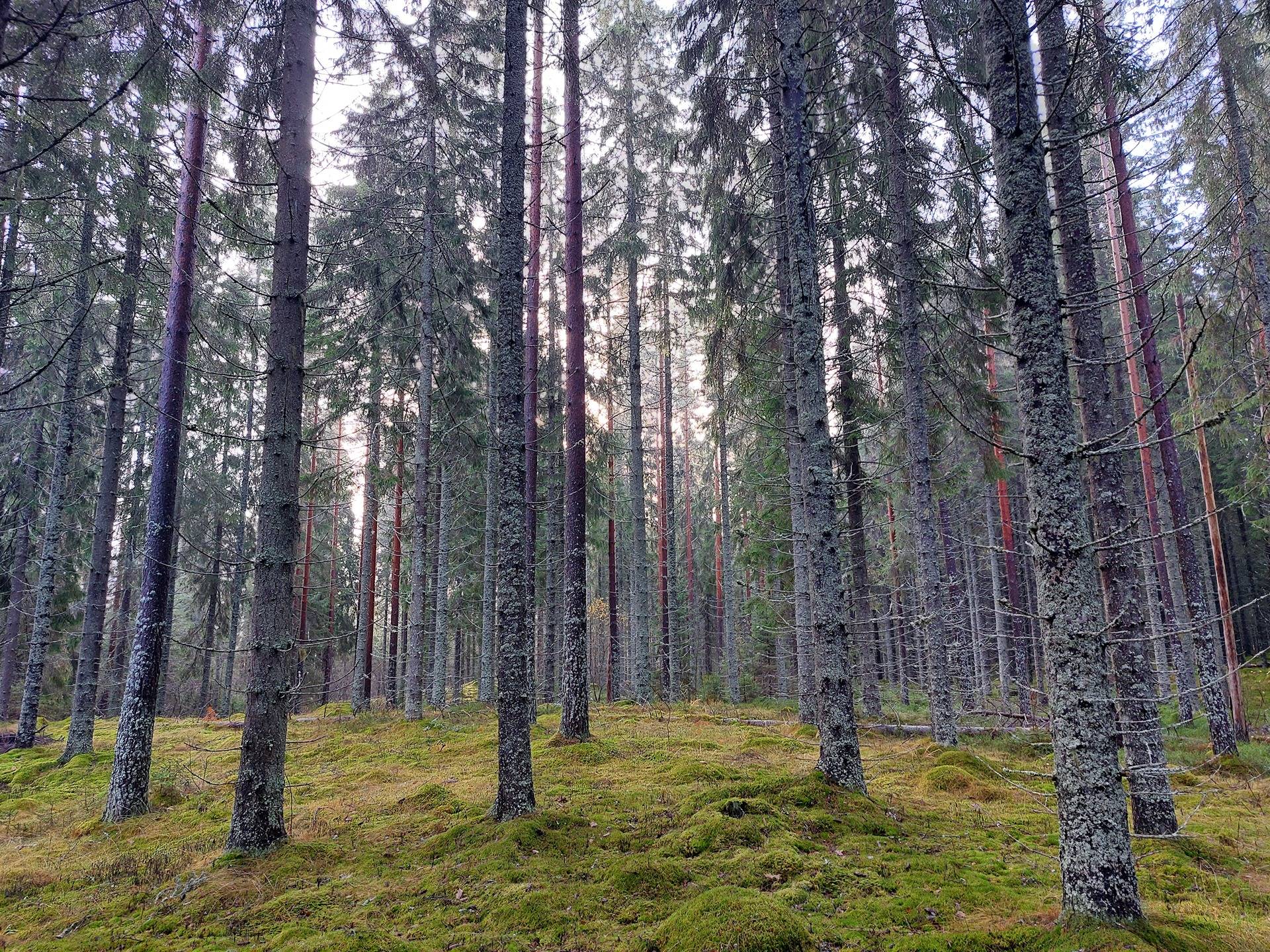 Vento 700-461-1-15 1